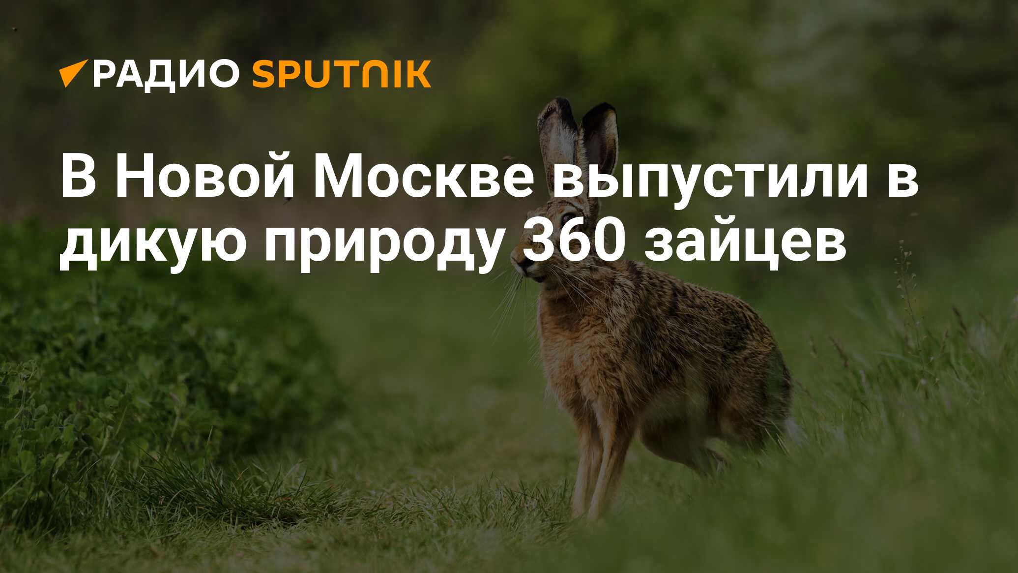 В Новой Москве выпустили в дикую природу 360 зайцев