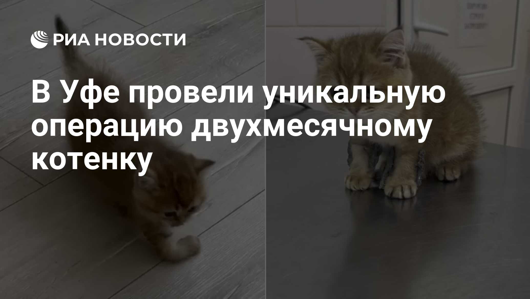 В Уфе провели уникальную операцию двухмесячному котенку - РИА Новости,  23.11.2023