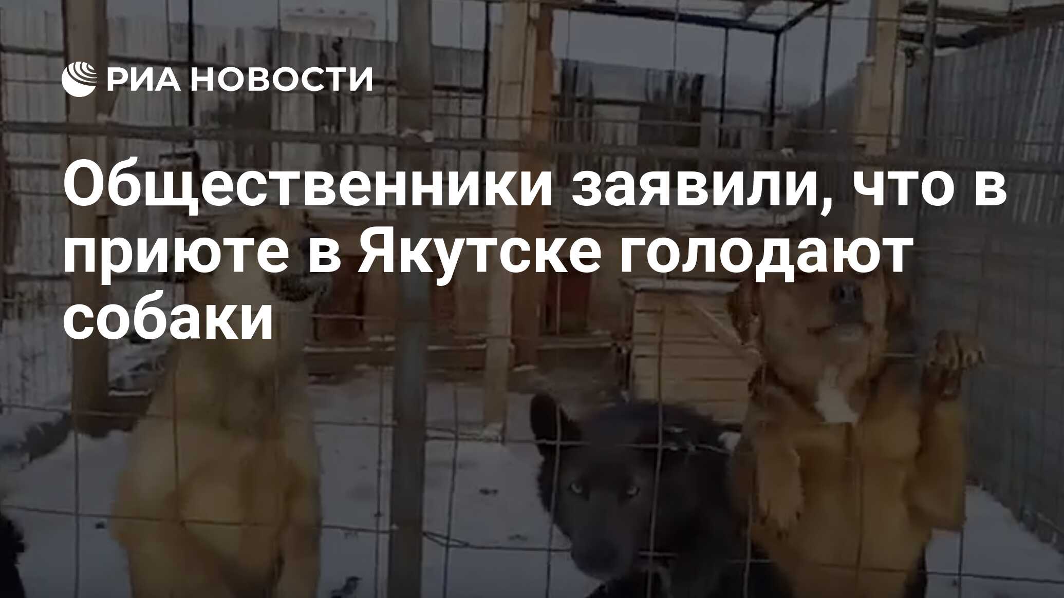 Общественники заявили, что в приюте в Якутске голодают собаки - РИА  Новости, 04.12.2023