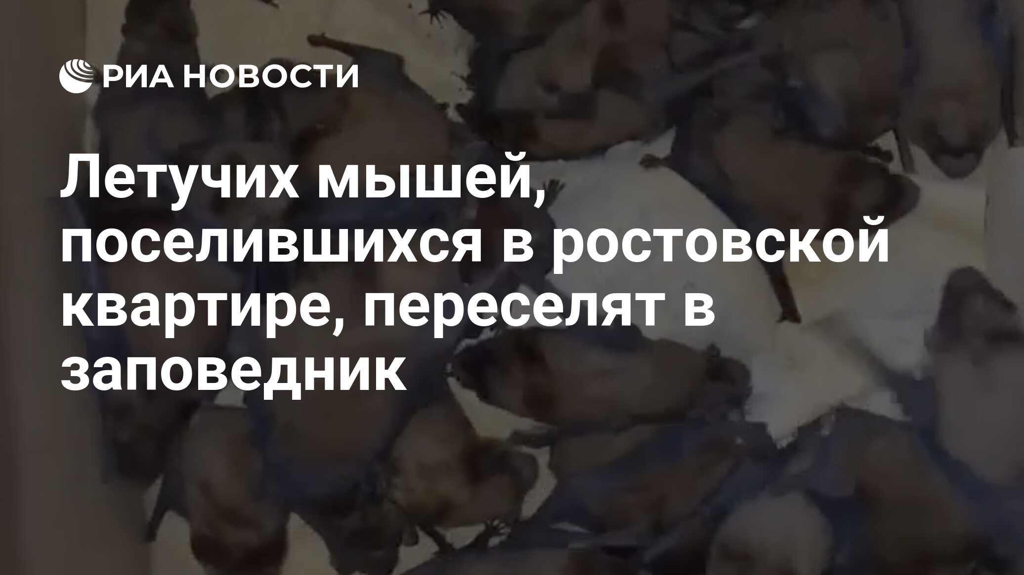 Летучих мышей, поселившихся в ростовской квартире, переселят в заповедник -  РИА Новости, 06.12.2023