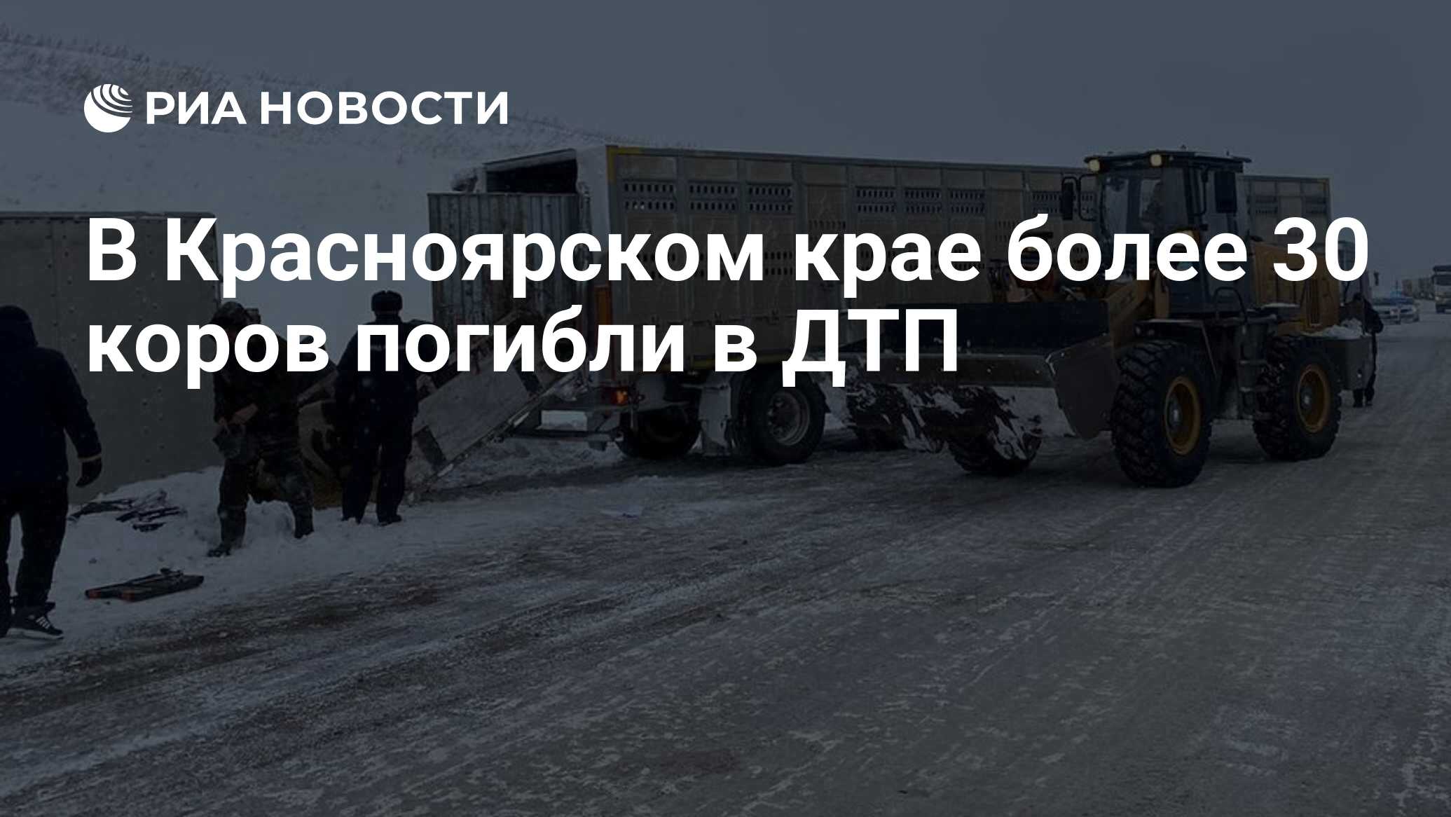 В Красноярском крае более 30 коров погибли в ДТП - РИА Новости, 07.12.2023