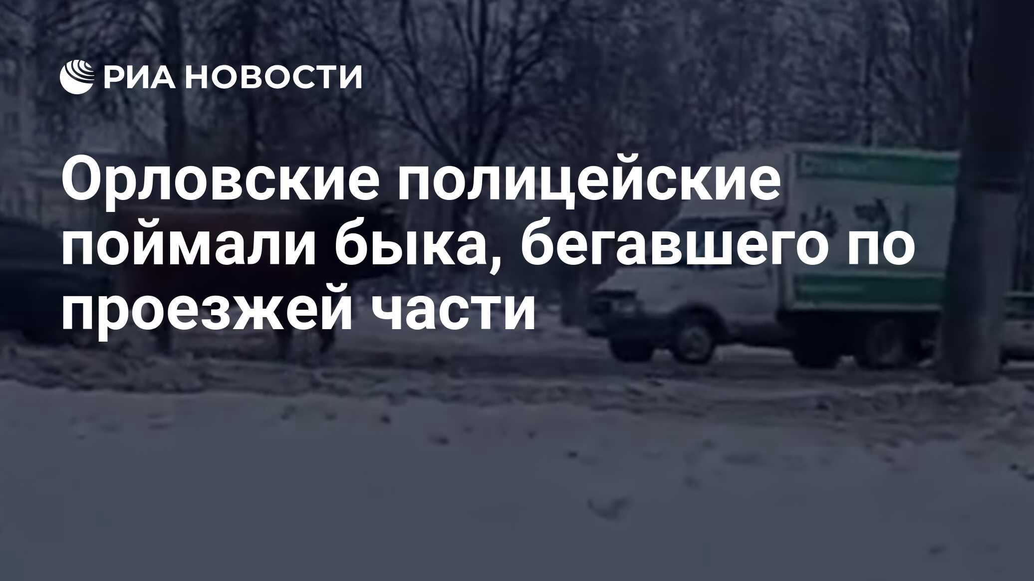 Орловские полицейские поймали быка, бегавшего по проезжей части - РИА  Новости, 08.12.2023