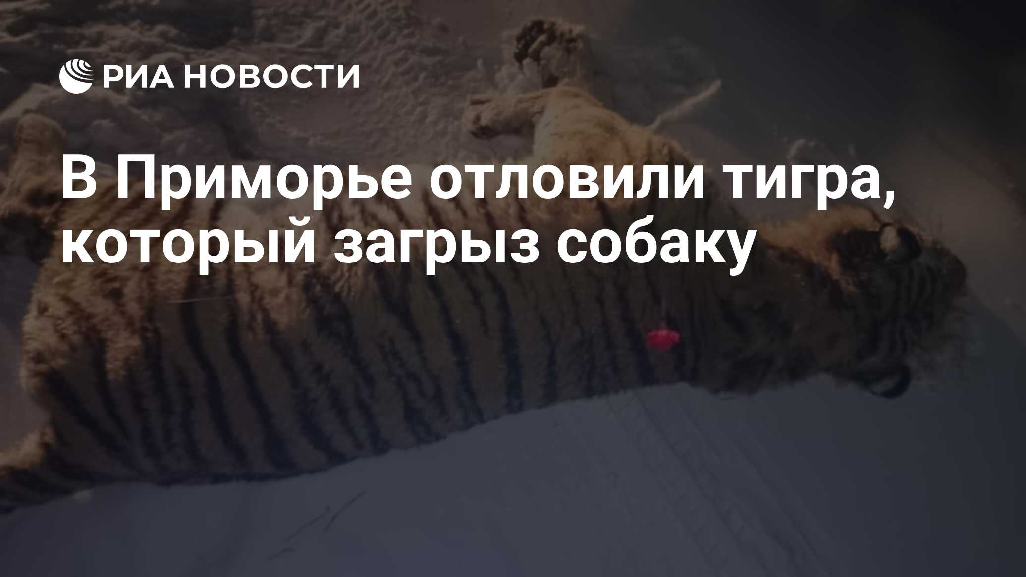 В Приморье отловили тигра, который загрыз собаку - РИА Новости, 17.12.2023