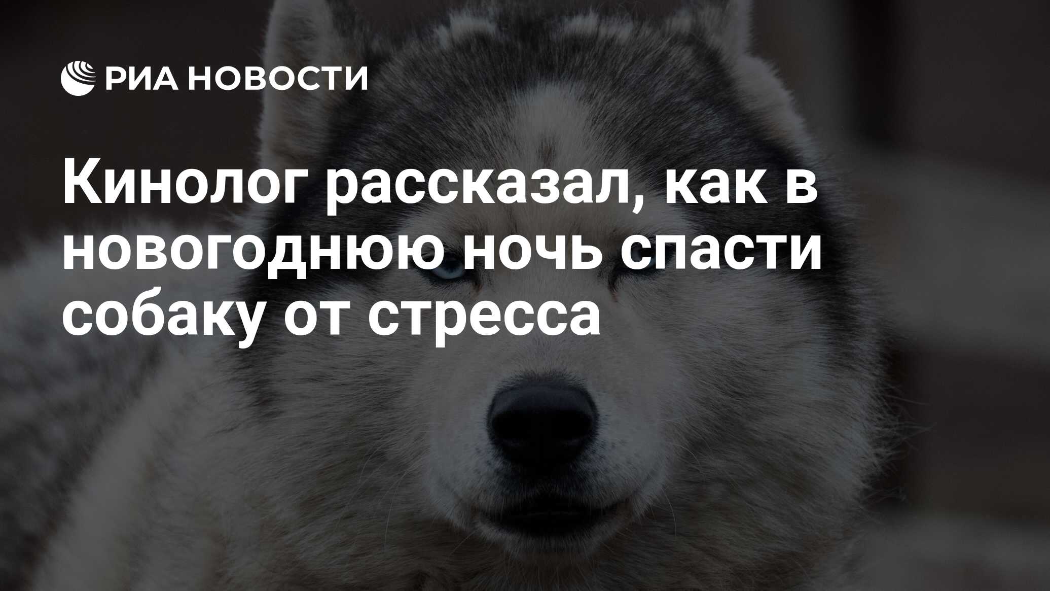 Кинолог рассказал, как в новогоднюю ночь спасти собаку от стресса - РИА  Новости, 31.12.2023