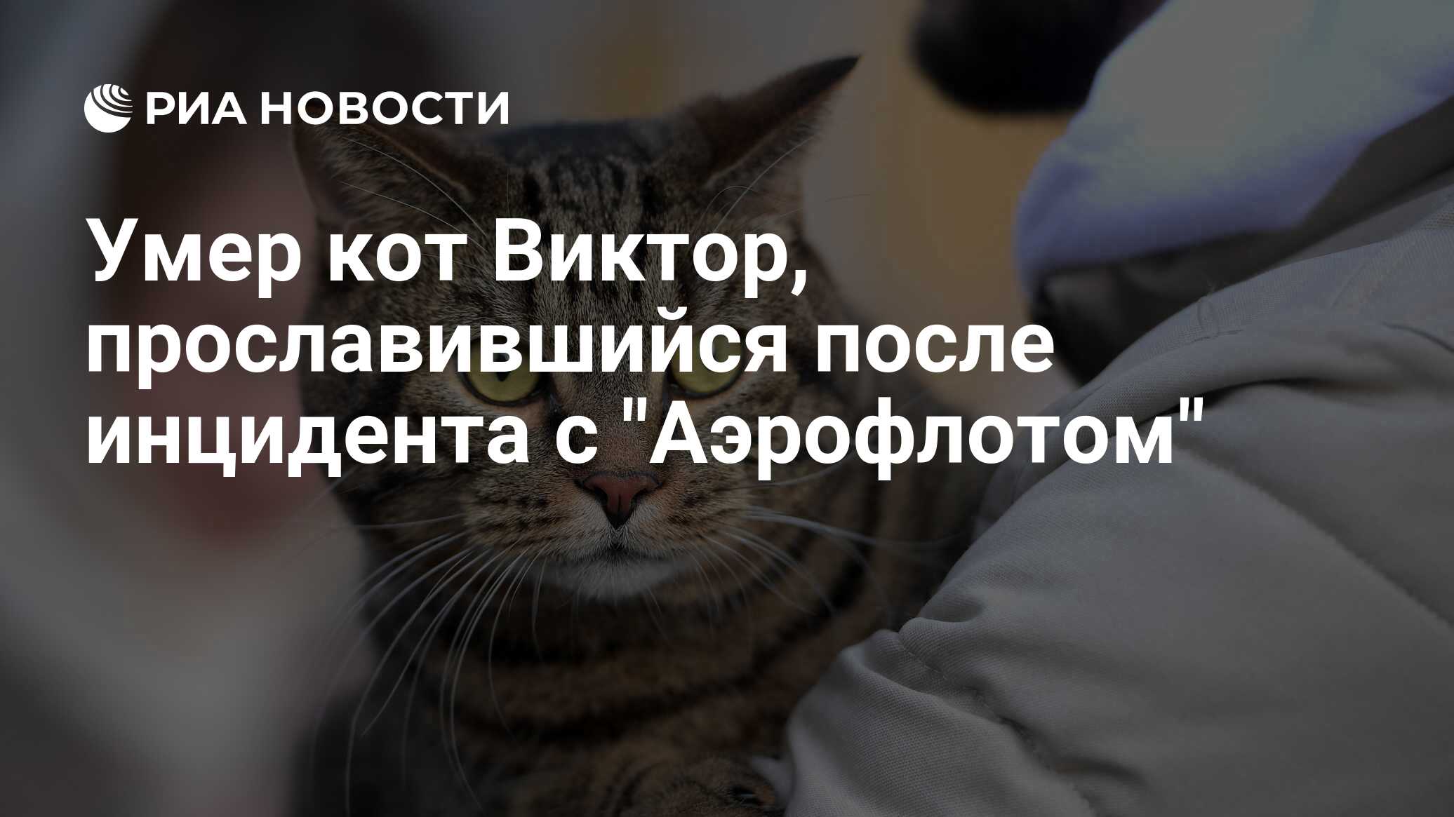 Кот Виктор Аэрофлот