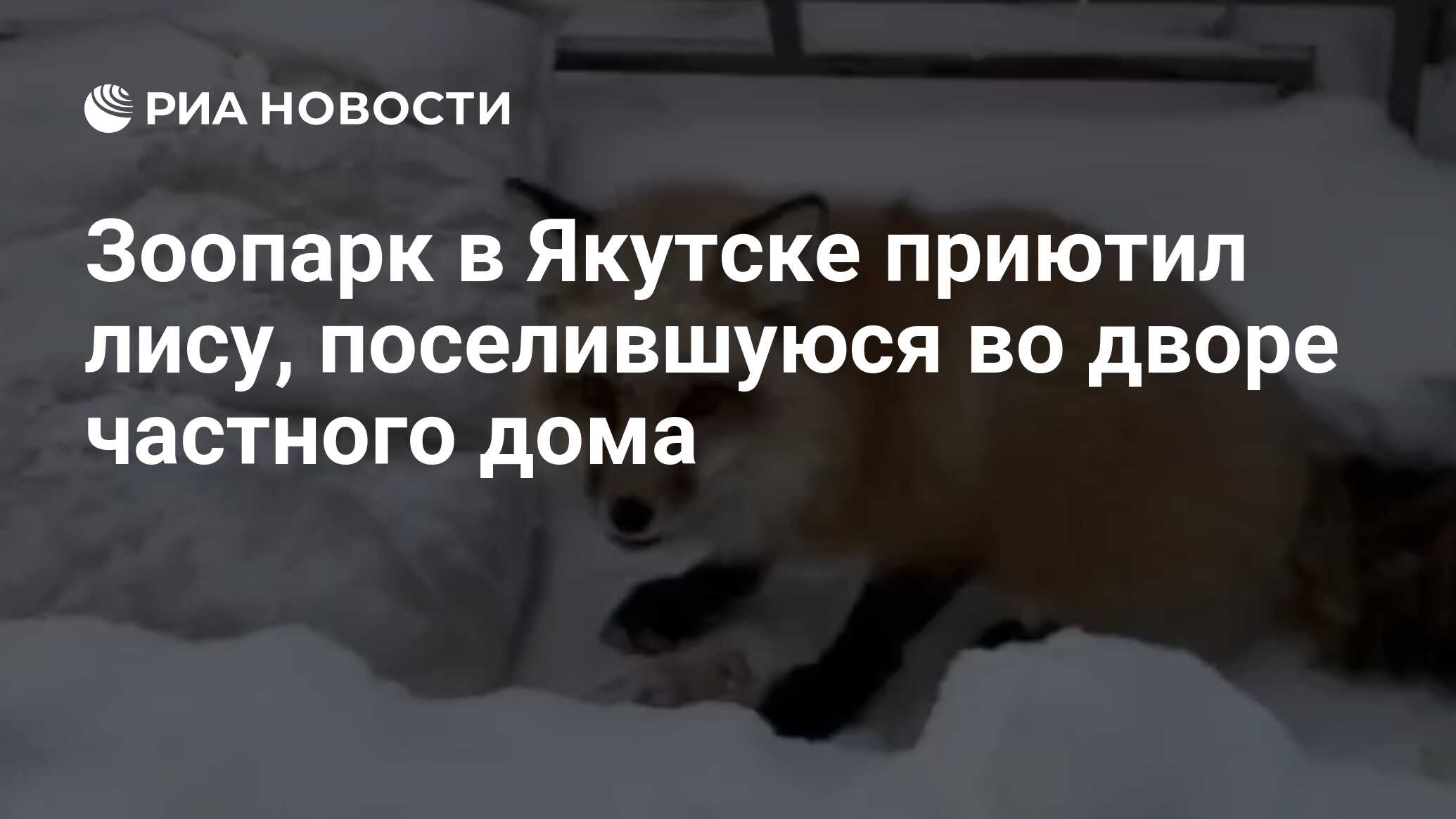 Зоопарк в Якутске приютил лису, поселившуюся во дворе частного дома - РИА  Новости, 09.01.2024