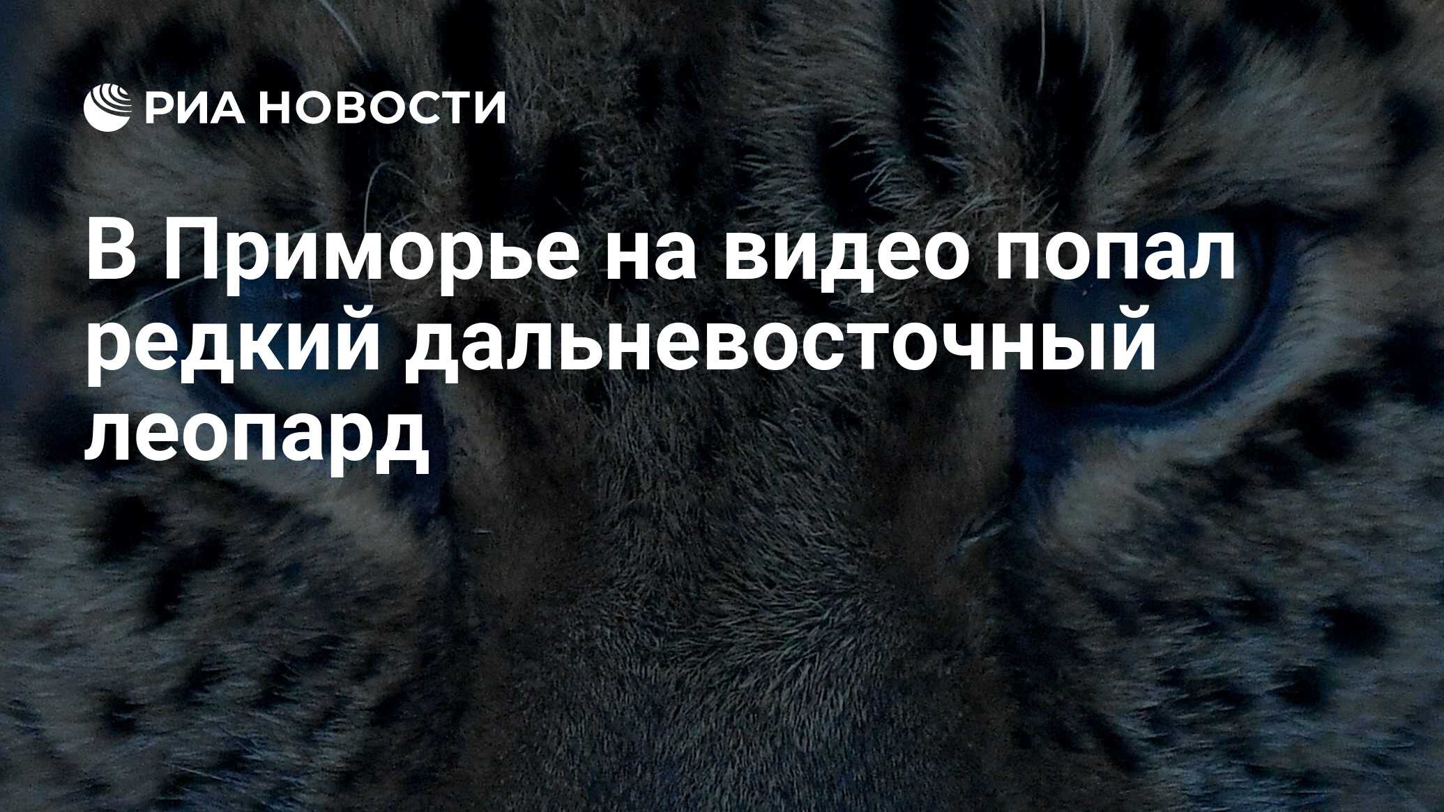 В Приморье на видео попал редкий дальневосточный леопард - РИА Новости,  10.01.2024