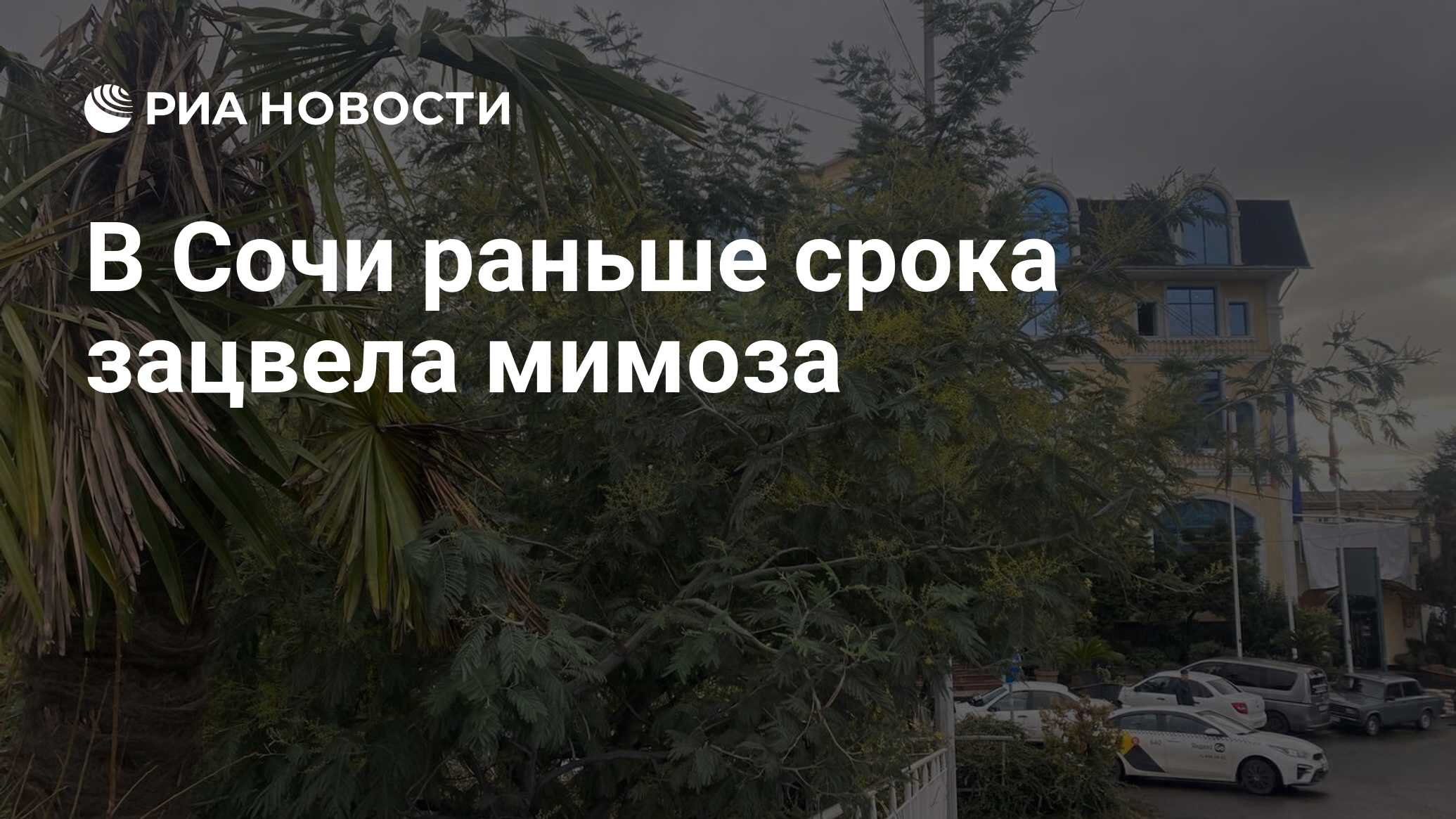 В Сочи раньше срока зацвела мимоза