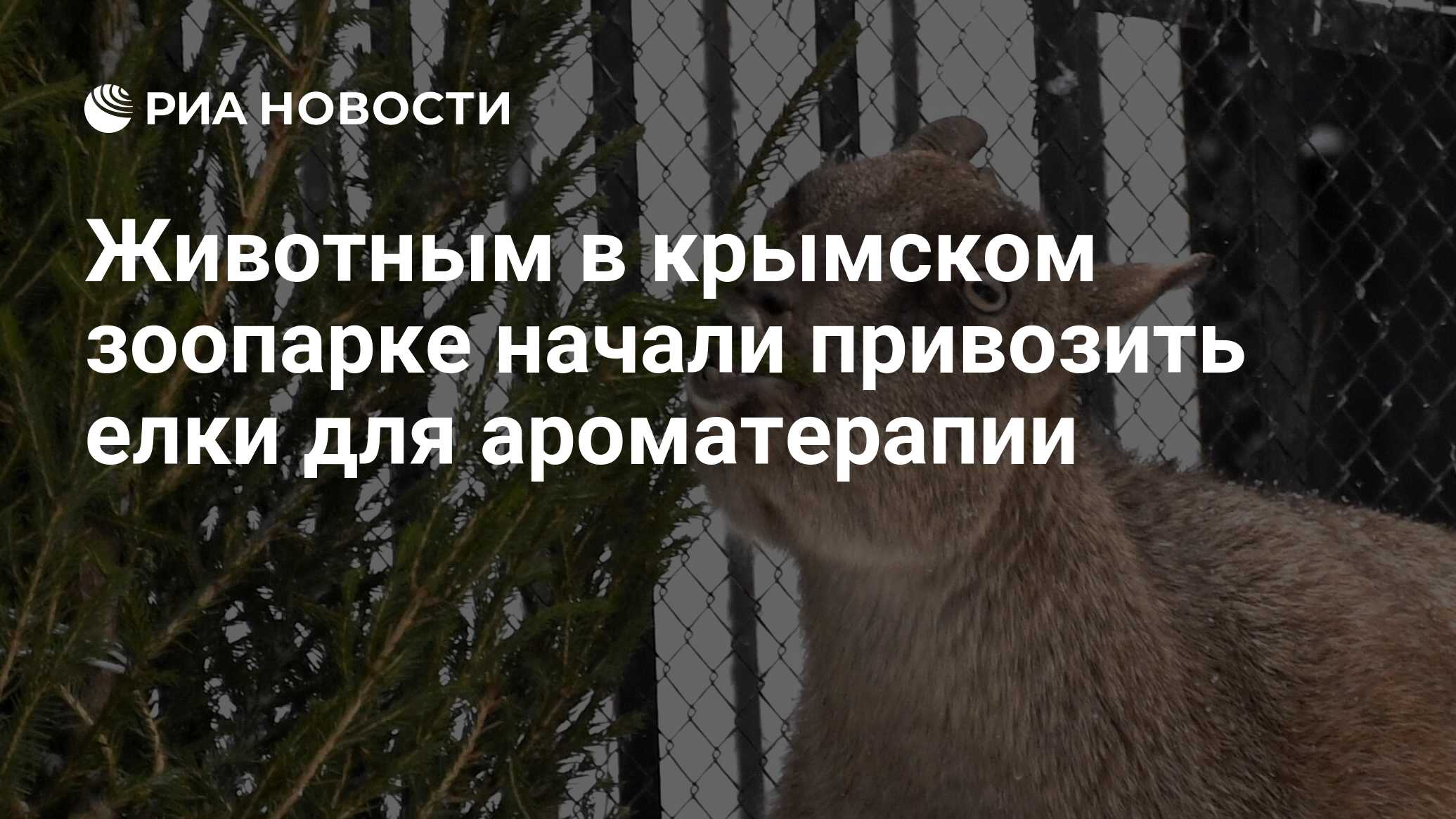 Что произошло в крымском зоопарке