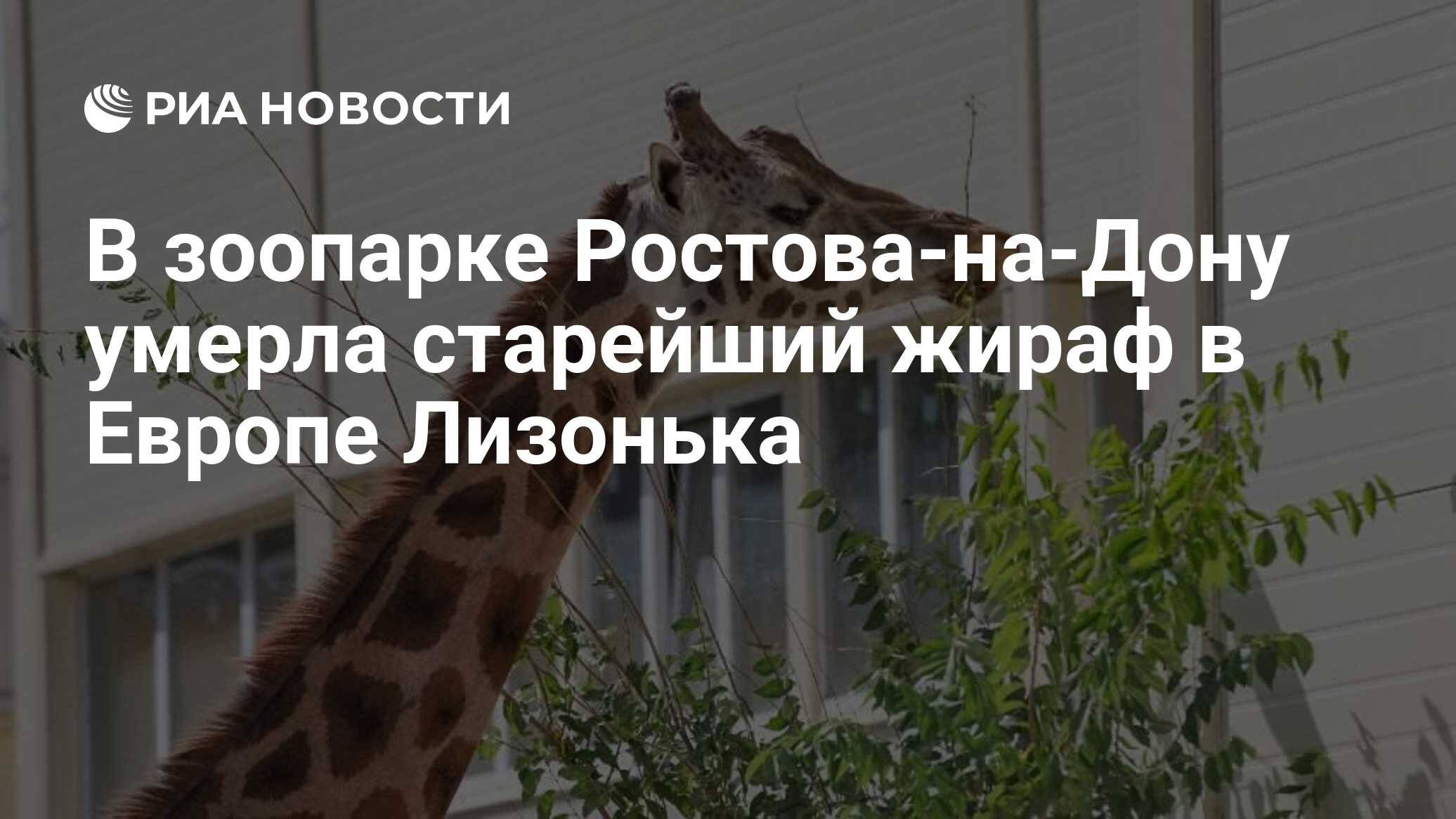 В зоопарке Ростова-на-Дону умерла старейший жираф в Европе Лизонька - РИА  Новости, 12.01.2024