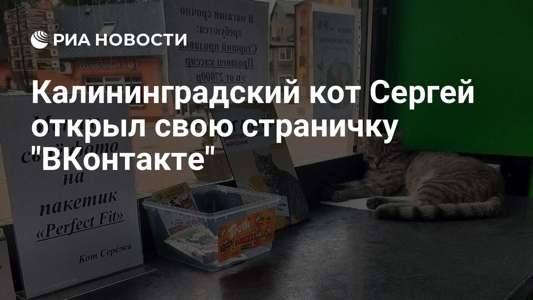 Калининградский кот Сергей открыл свою страничку 