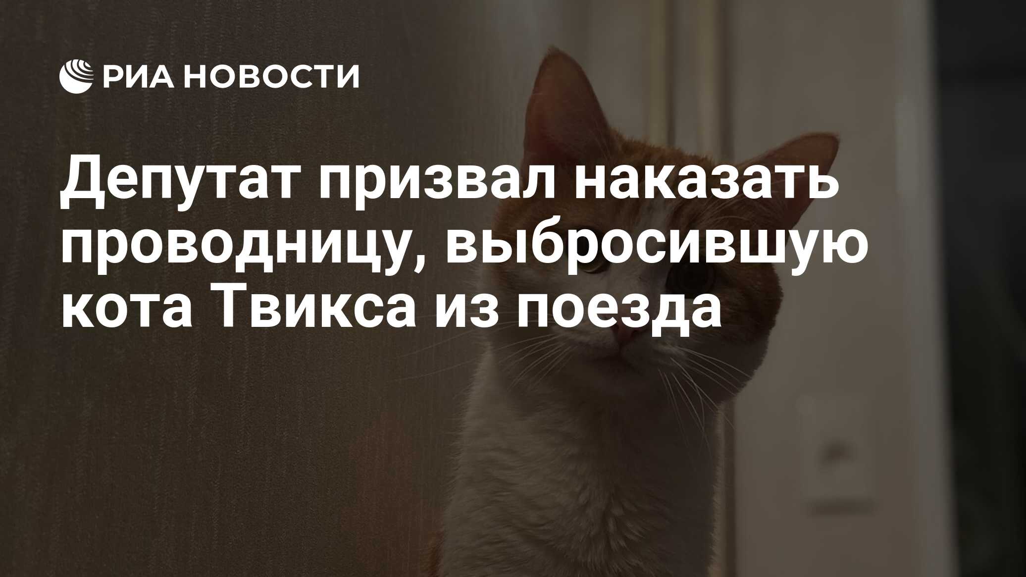 Депутат призвал наказать проводницу, выбросившую кота Твикса из поезда -  РИА Новости, 20.01.2024