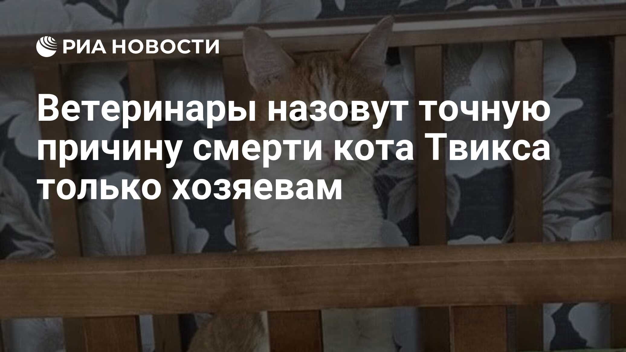 Что известно о проводнице выбросившей кота