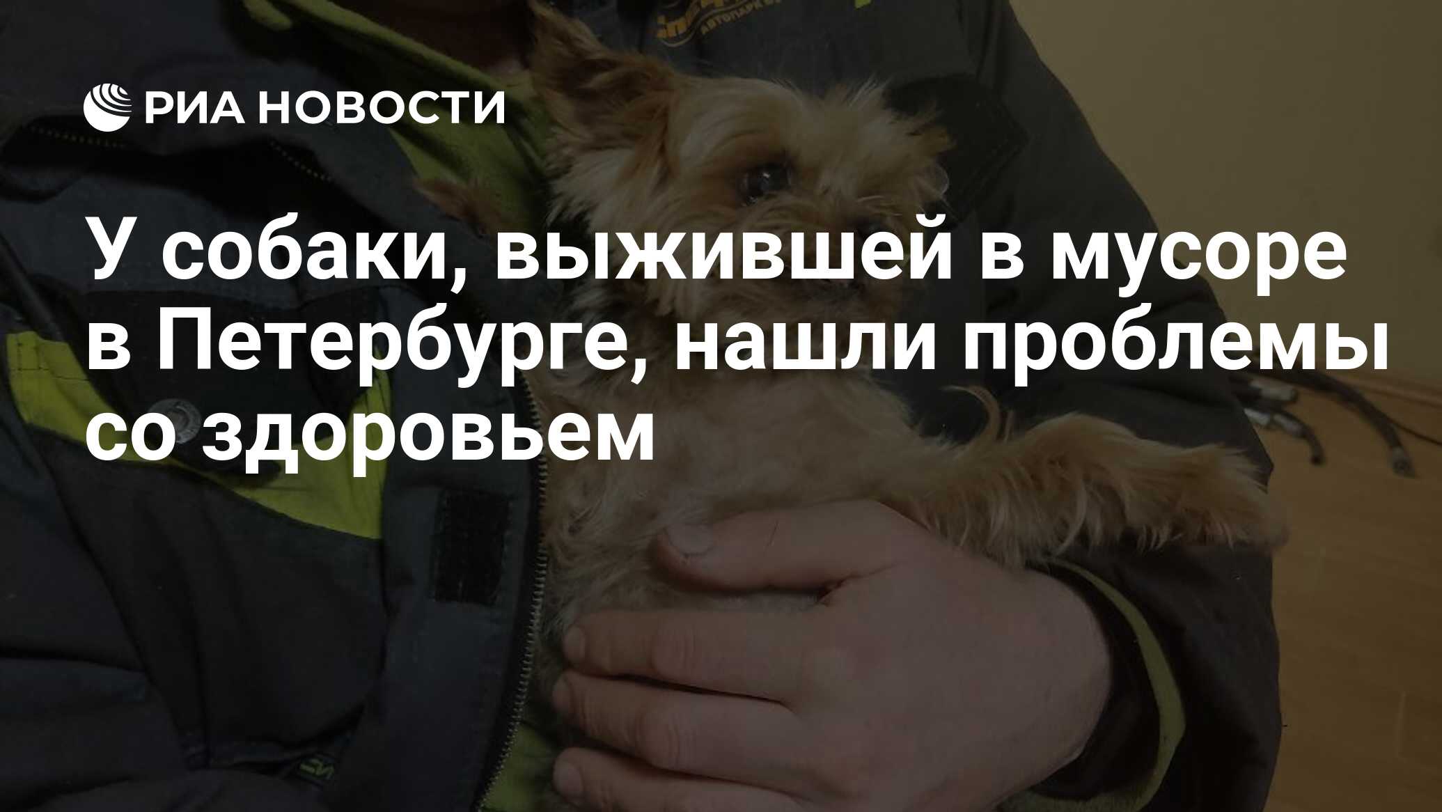 ветеринар. ветеринария. ветеринар. проблемы со здоровьем собак. собака в клинике.