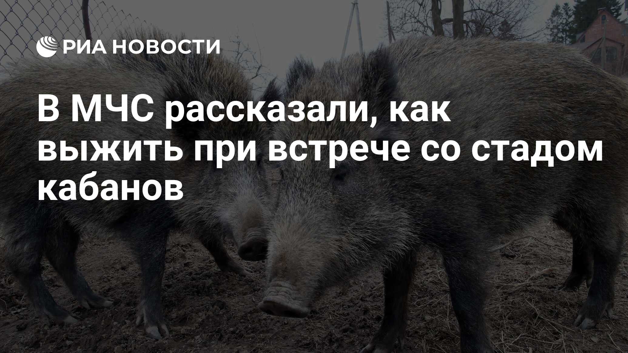 В МЧС рассказали, как выжить при встрече со стадом кабанов - РИА Новости,  24.01.2024