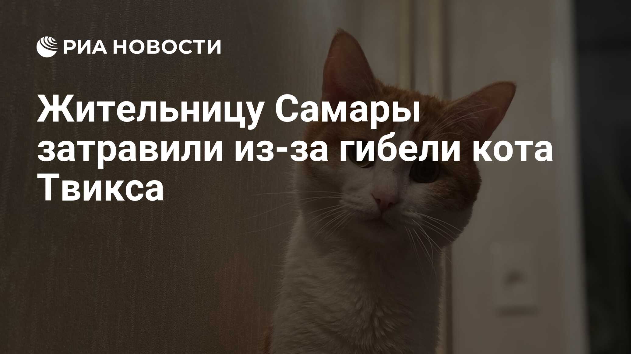 Жительницу Самары затравили из-за гибели кота Твикса - РИА Новости,  24.01.2024