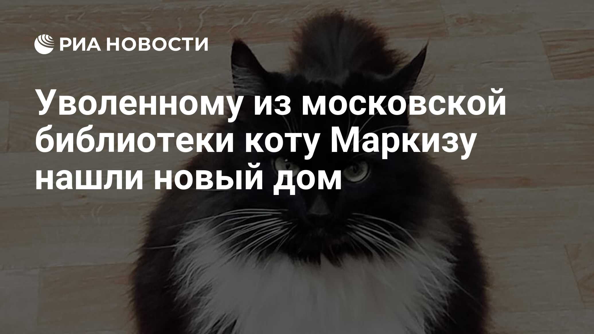 Уволенному из московской библиотеки коту Маркизу нашли новый дом - РИА  Новости, 31.01.2024