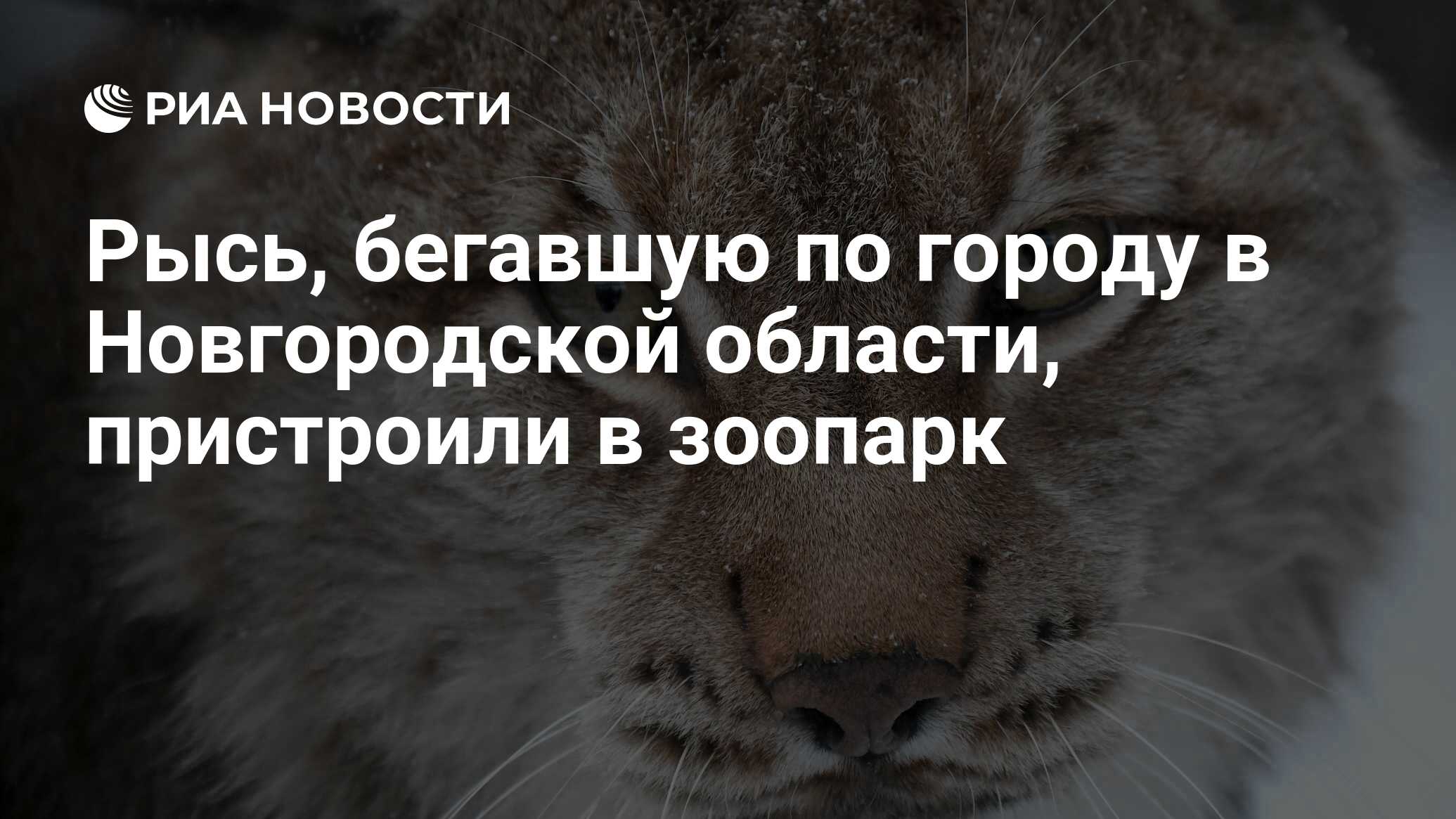 Рысь, бегавшую по городу в Новгородской области, пристроили в зоопарк - РИА  Новости, 31.01.2024