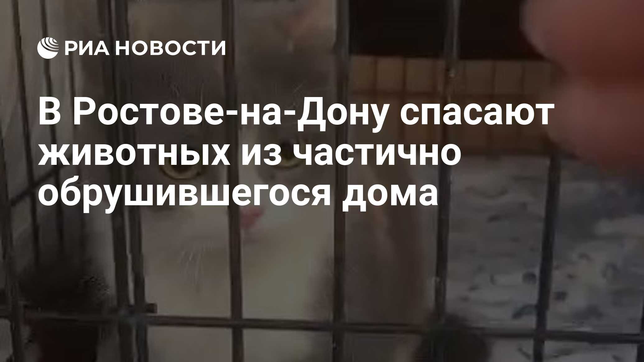 В Ростове-на-Дону спасают животных из частично обрушившегося дома - РИА  Новости, 01.02.2024