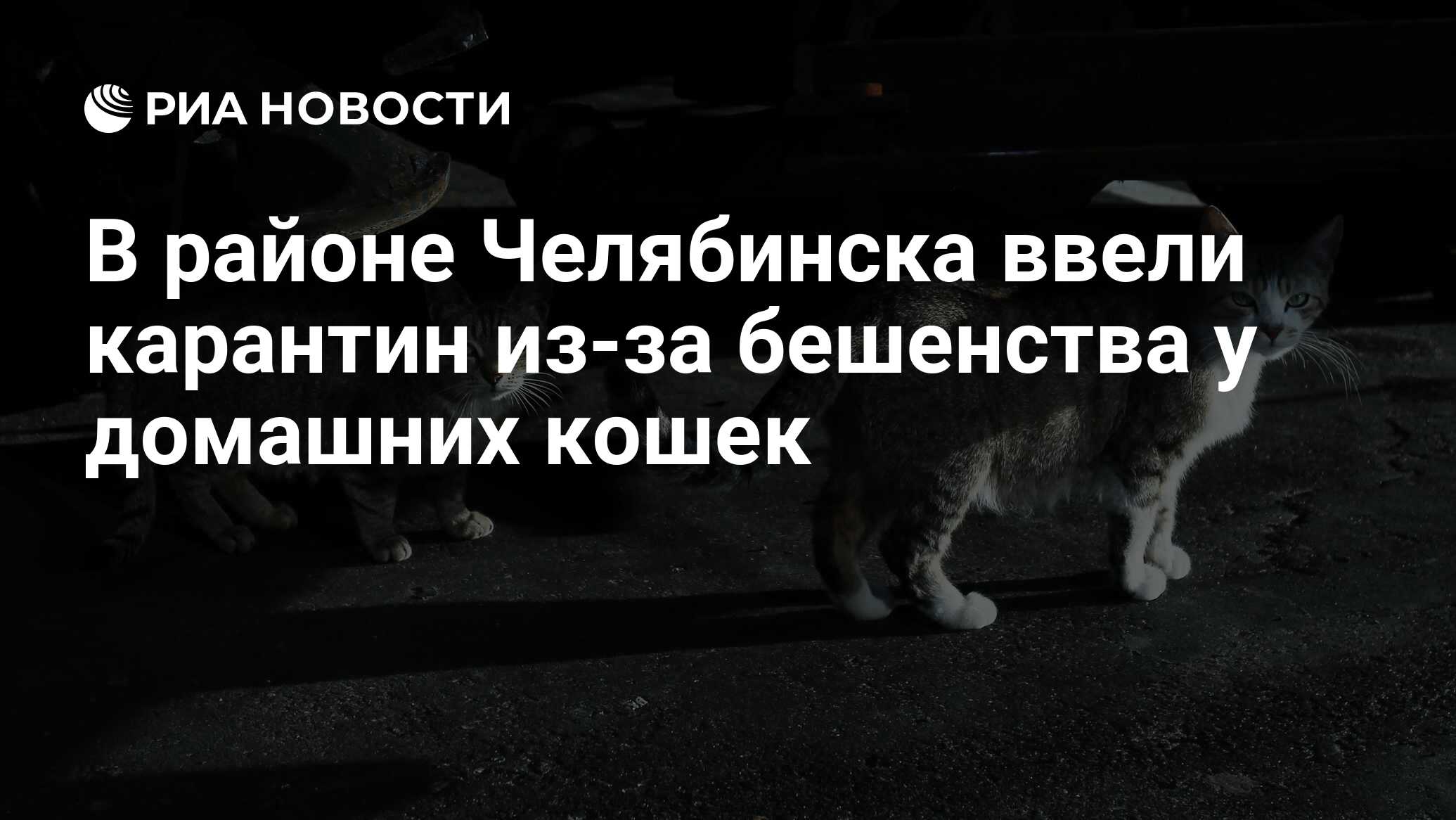 В районе Челябинска ввели карантин из-за бешенства у домашних кошек - РИА  Новости, 03.02.2024