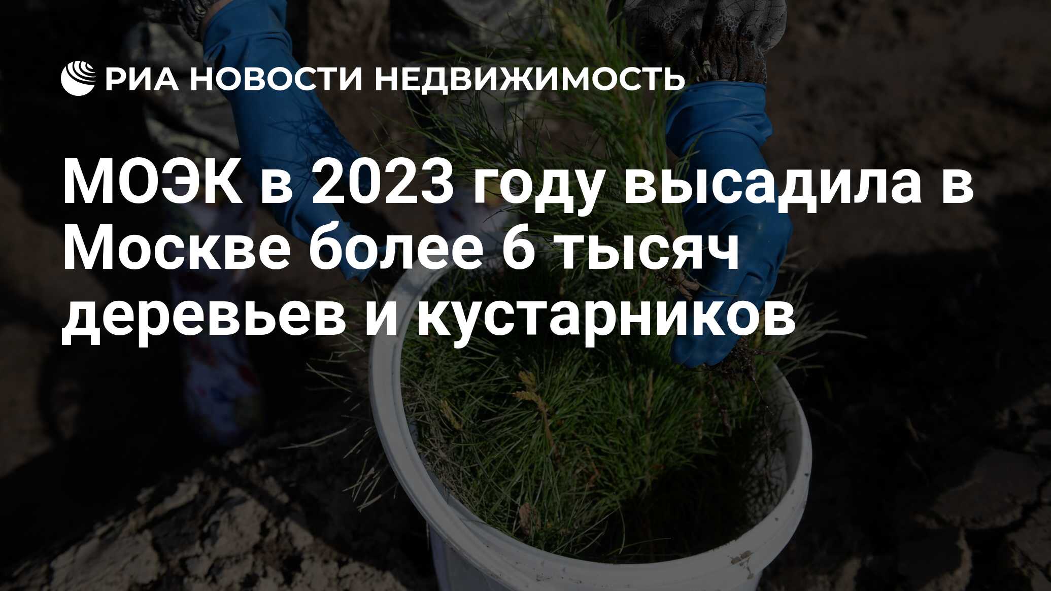 МОЭК в 2023 году высадила в Москве более 6 тысяч деревьев и кустарников