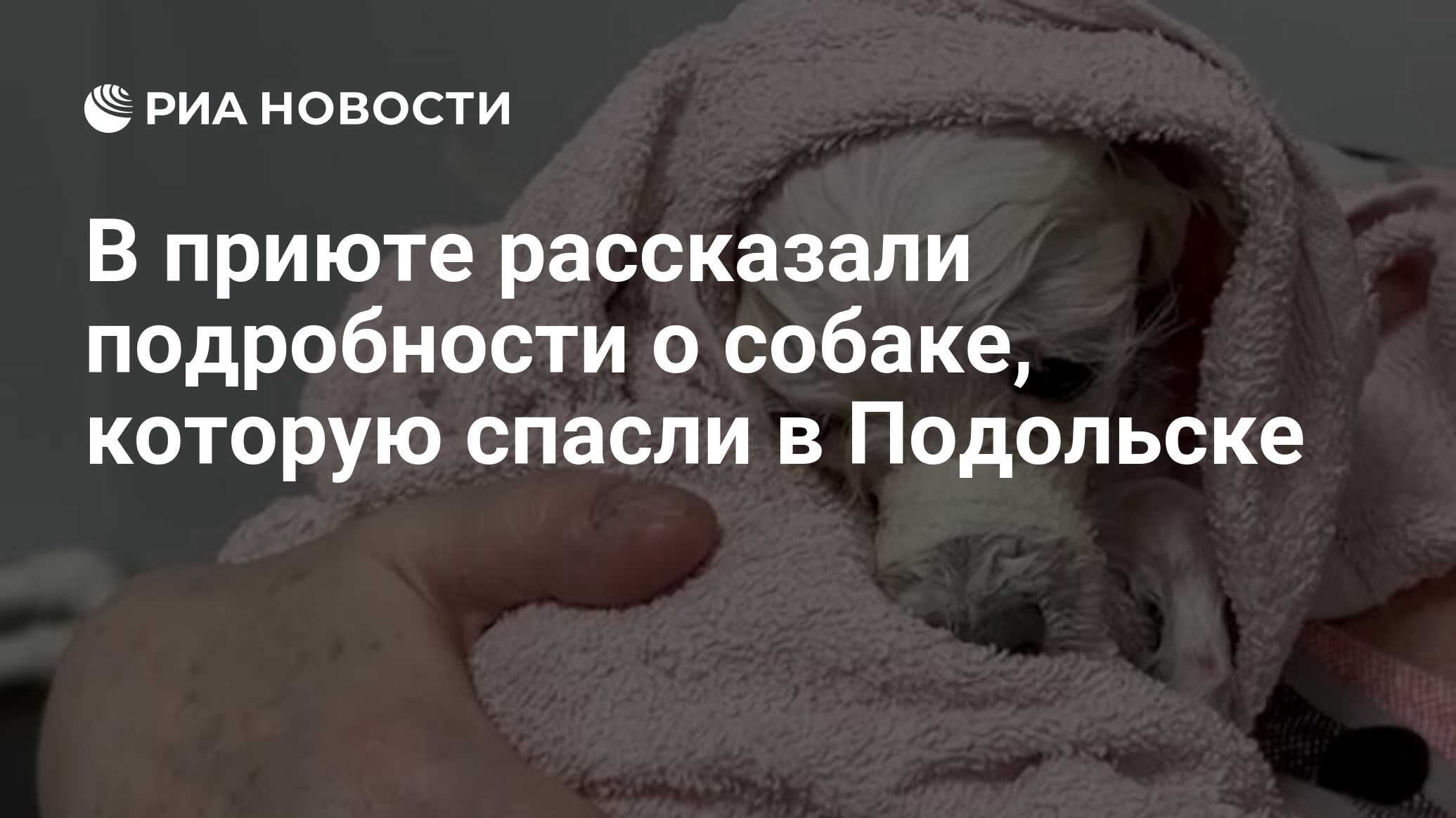 В приюте рассказали подробности о собаке, которую спасли в Подольске - РИА  Новости, 05.02.2024