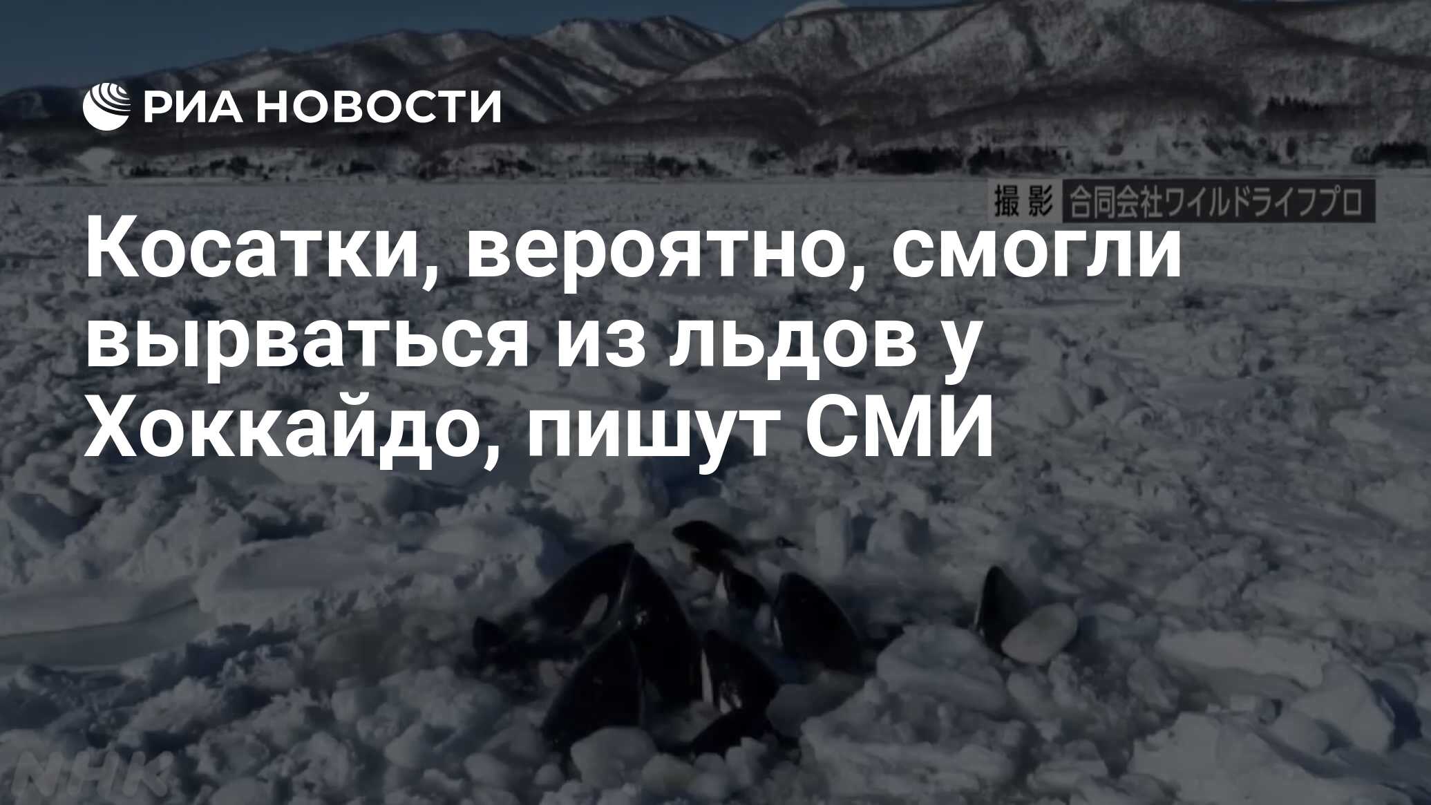 Косатки, вероятно, смогли вырваться из льдов у Хоккайдо, пишут СМИ - РИА  Новости, 07.02.2024