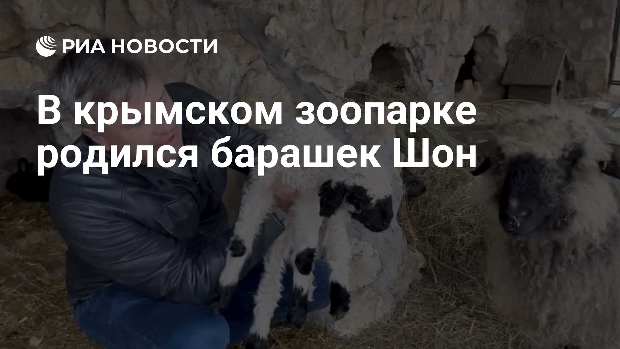 В крымском зоопарке родился барашек Шон - РИА Новости, 08.02.2024