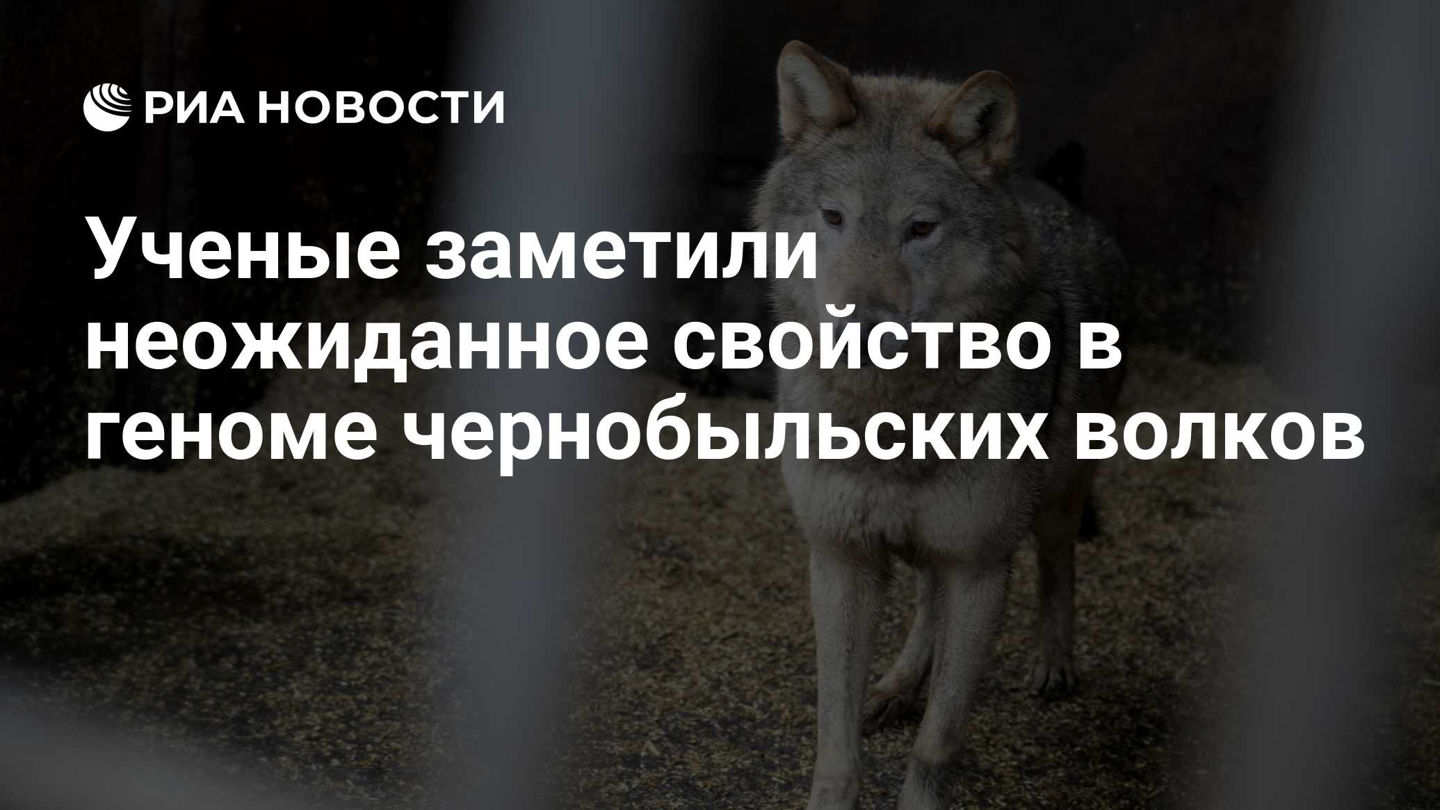 Ученые заметили неожиданное свойство в геноме чернобыльских волков - РИА  Новости, 09.02.2024