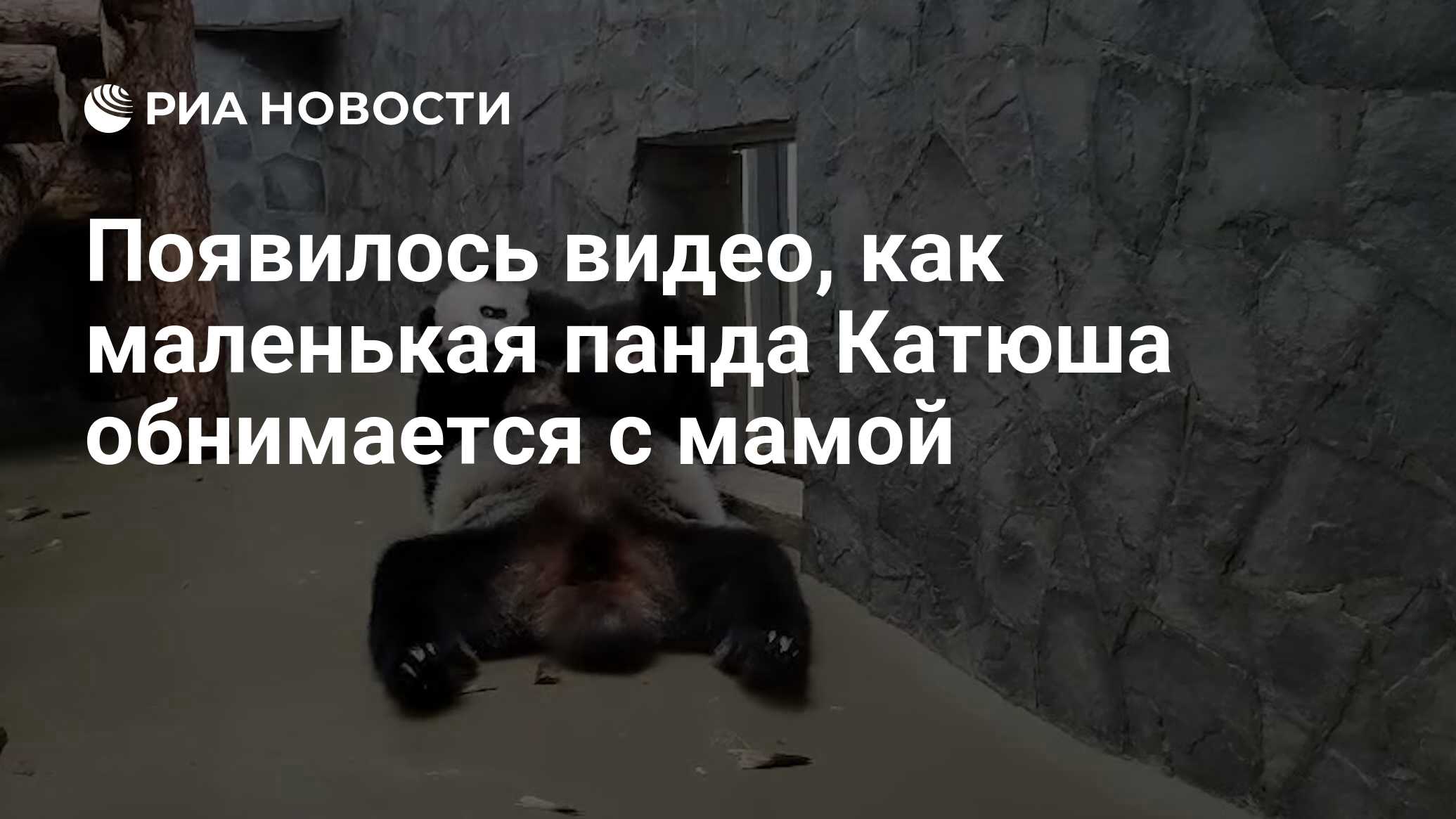 Появилось видео, как маленькая панда Катюша обнимается с мамой - РИА  Новости, 13.03.2024