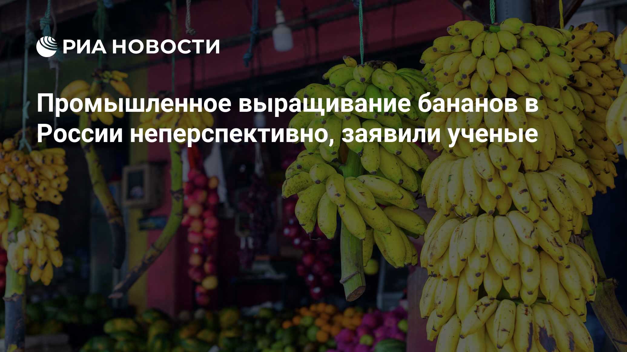 Промышленное выращивание бананов в России неперспективно, заявили ученые -  РИА Новости, 13.02.2024