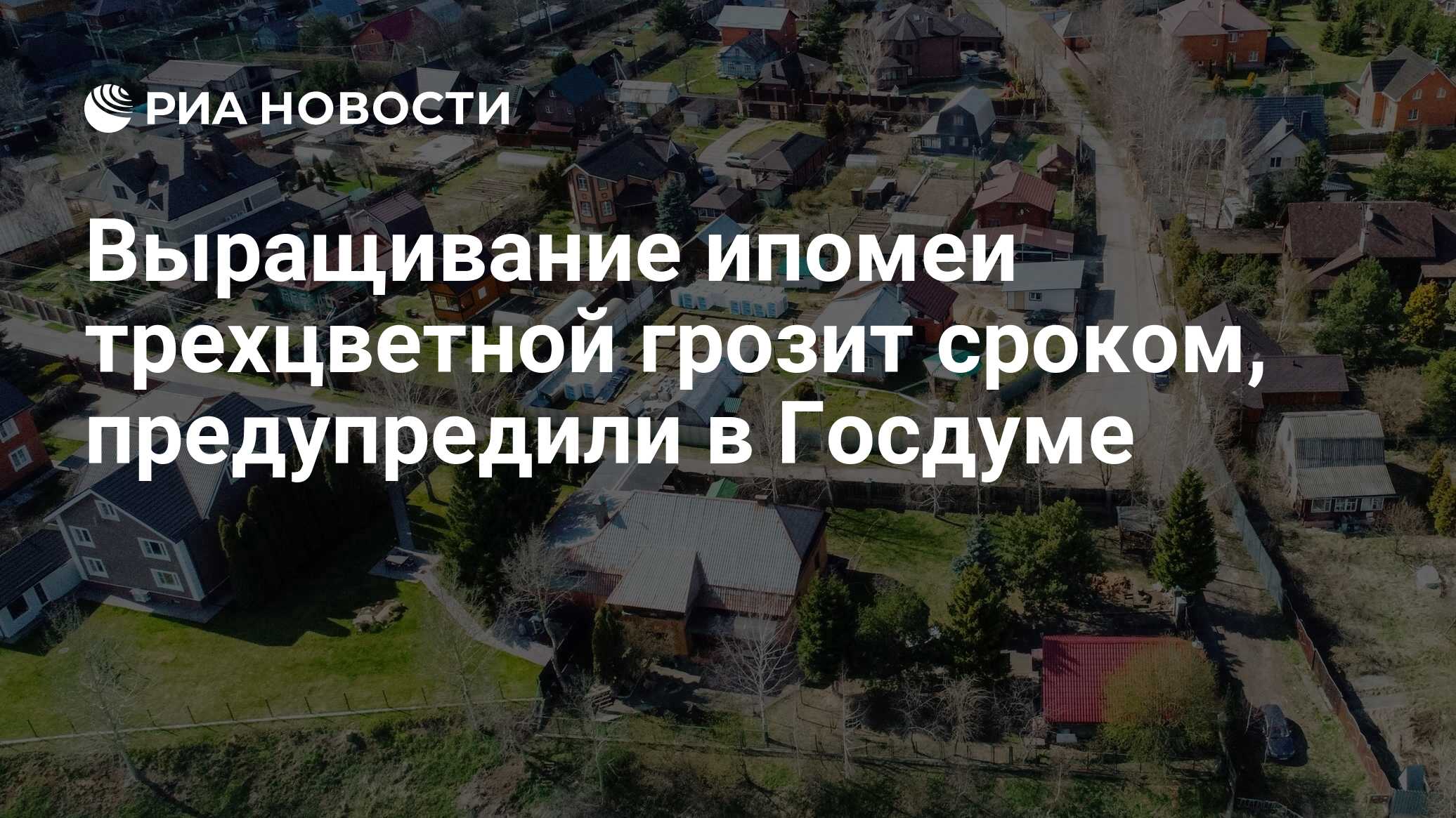 Выращивание ипомеи трехцветной грозит сроком, предупредили в Госдуме - РИА  Новости, 27.05.2024