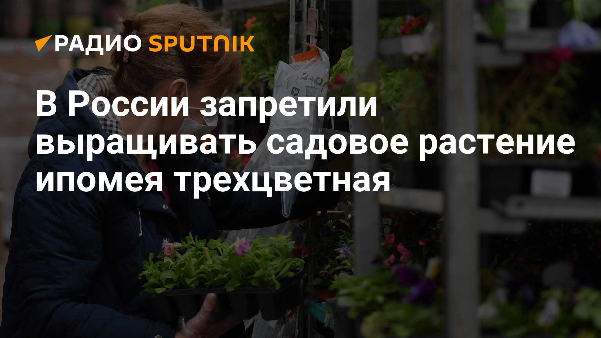 Цветок запретили выращивать в россии 2024