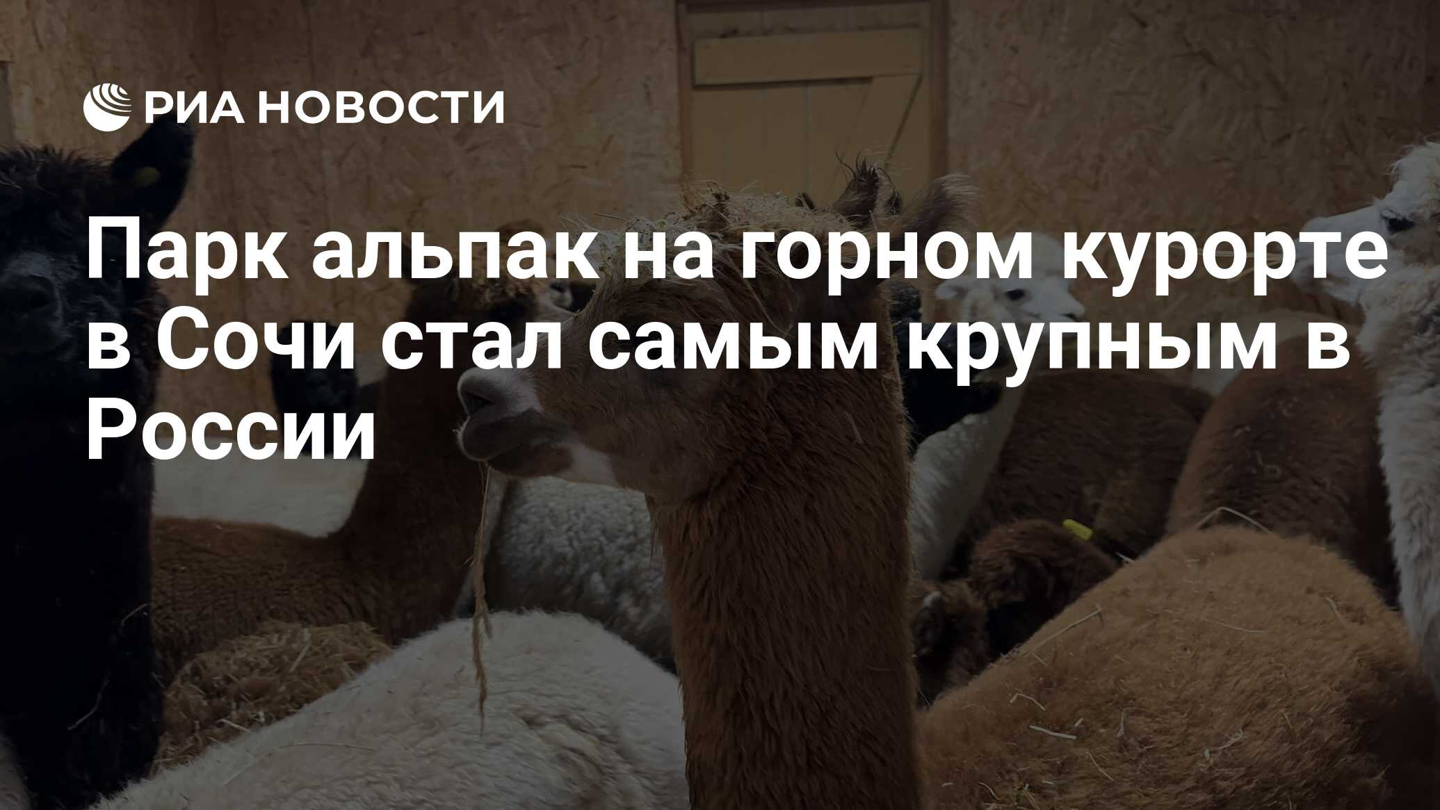 Парк альпак на горном курорте в Сочи стал самым крупным в России