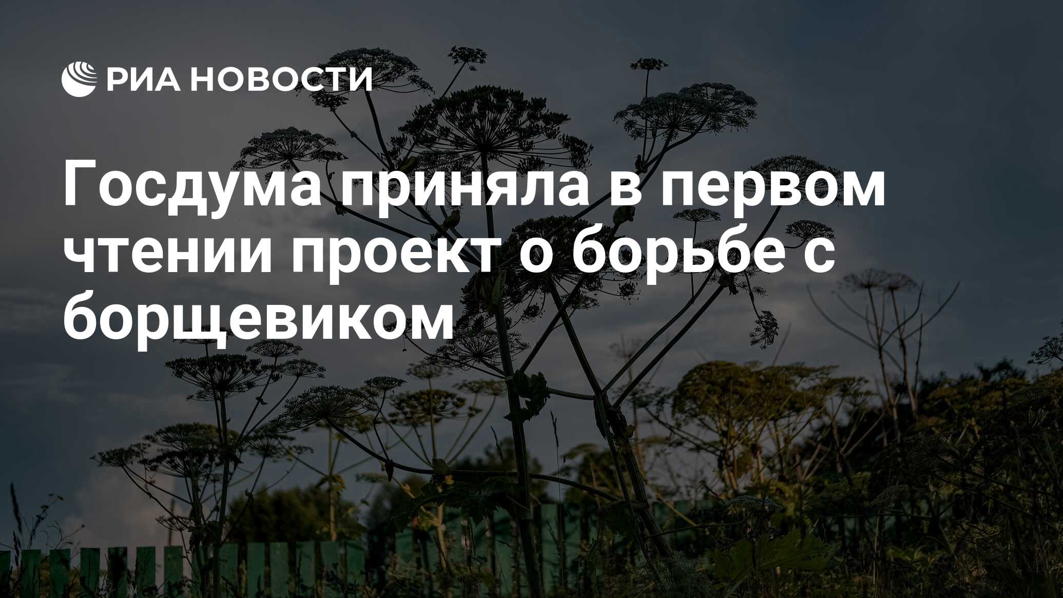 Госдума приняла в первом чтении проект о борьбе с борщевиком - РИА Новости,  21.02.2024