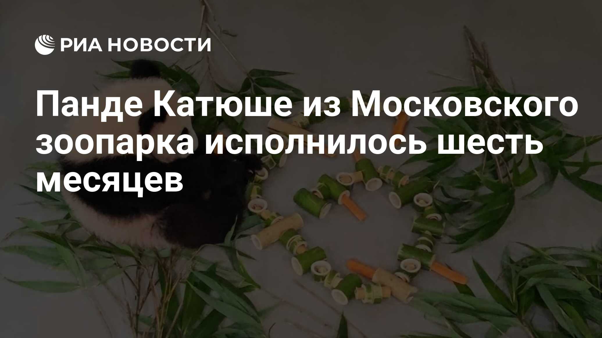 Панде Катюше из Московского зоопарка исполнилось шесть месяцев - РИА  Новости, 13.03.2024