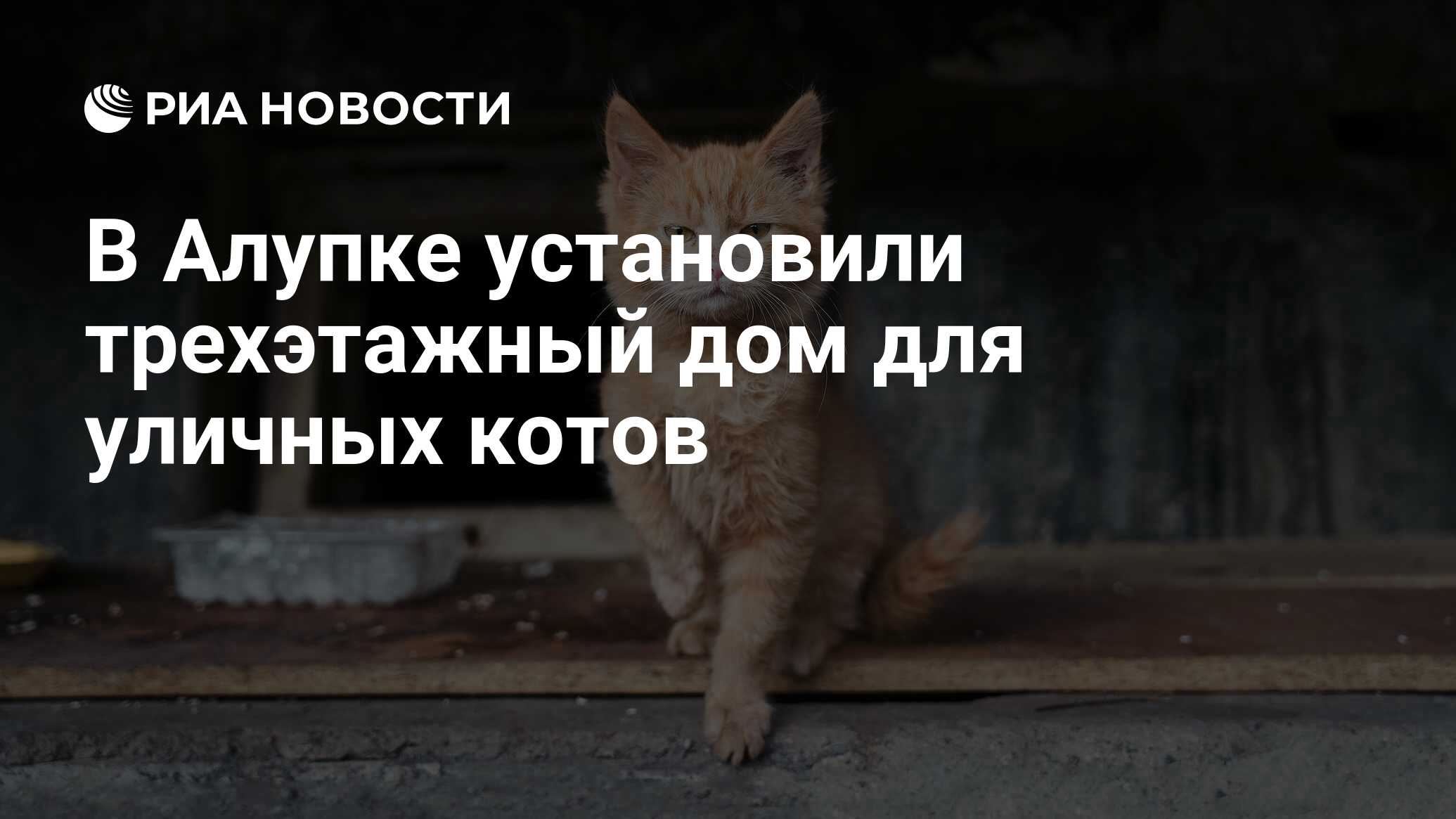 В Алупке установили трехэтажный дом для уличных котов - РИА Новости,  01.03.2024