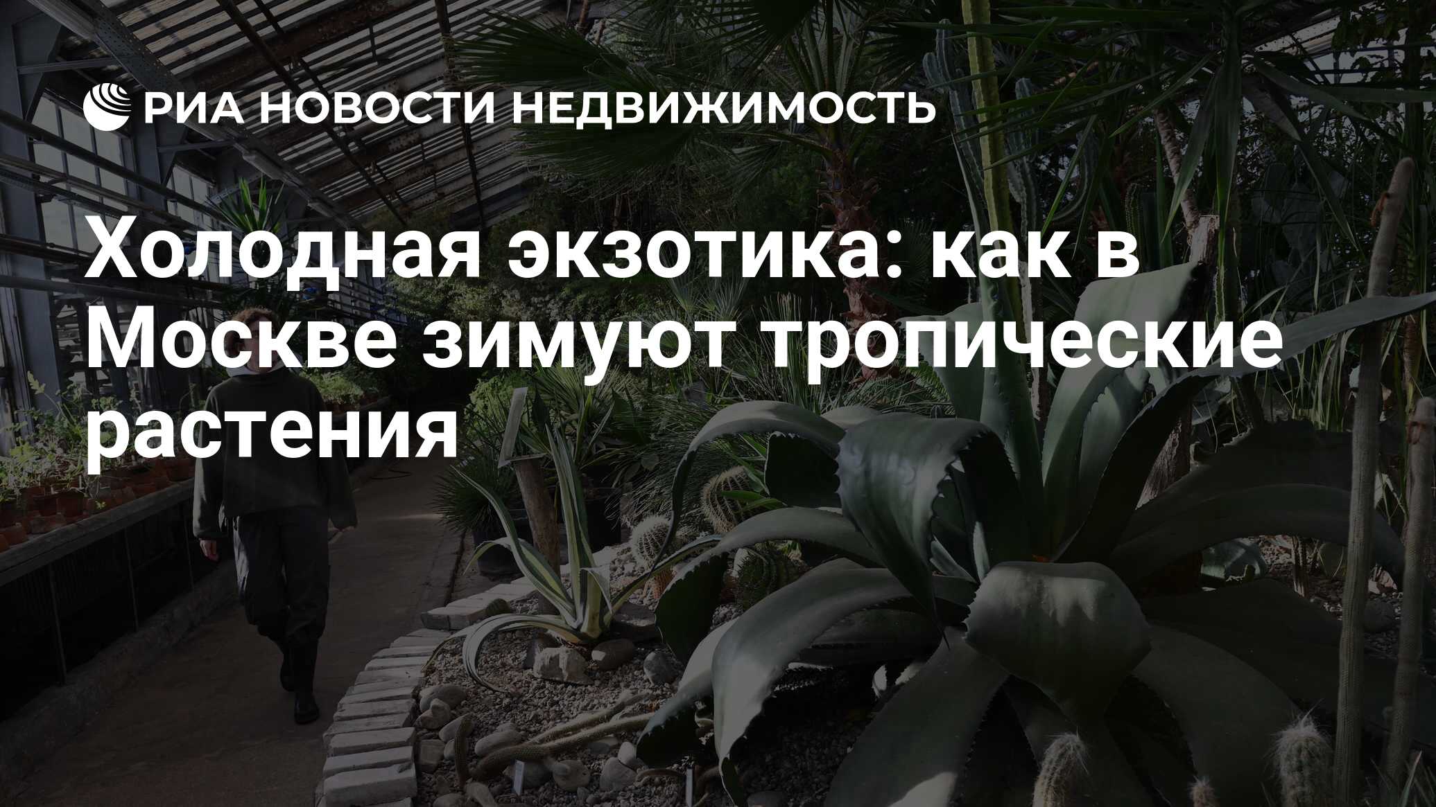 Холодная экзотика: как в Москве зимуют тропические растения - Недвижимость  РИА Новости, 07.03.2024