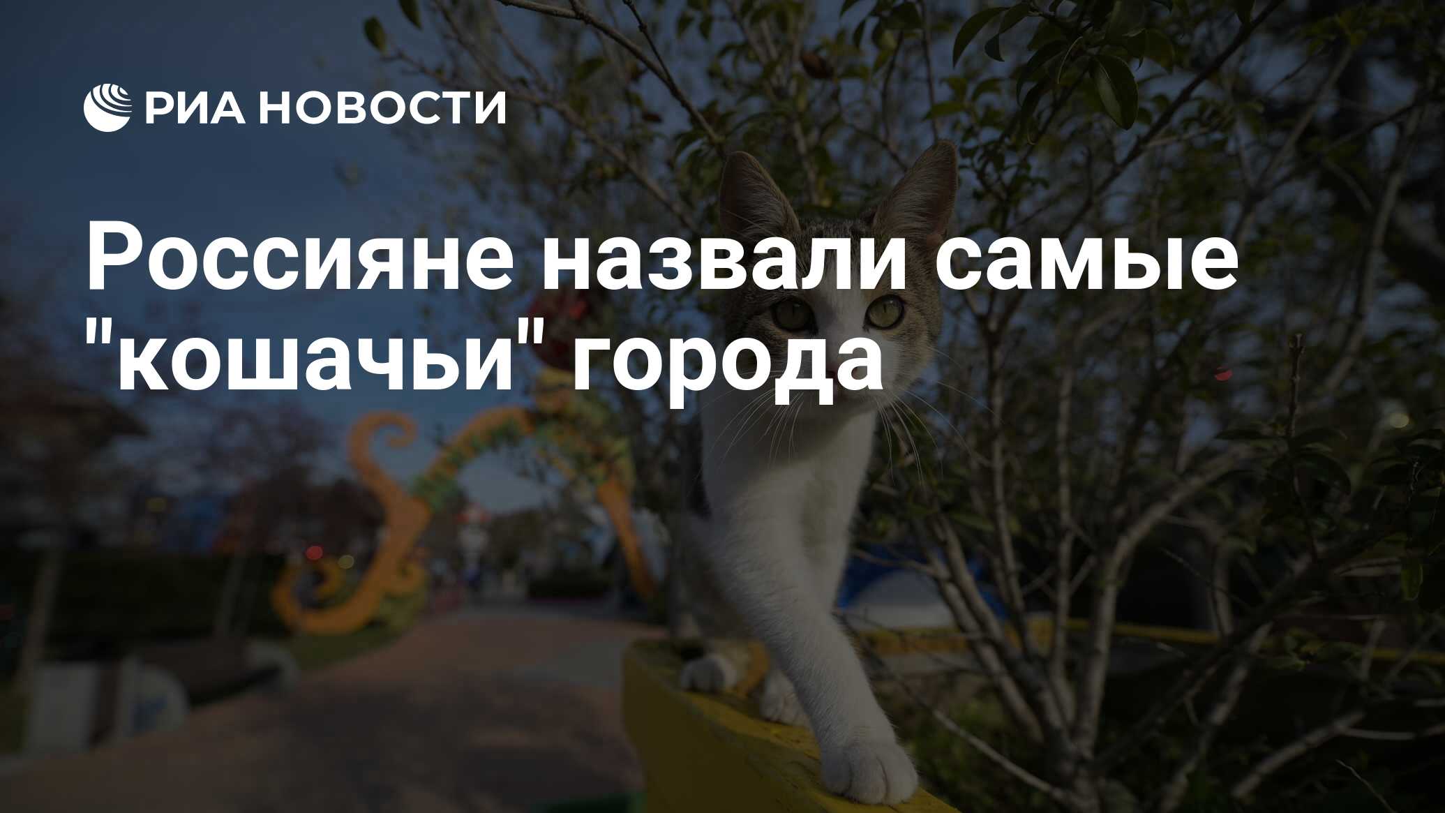 Россияне назвали самые "кошачьи" города