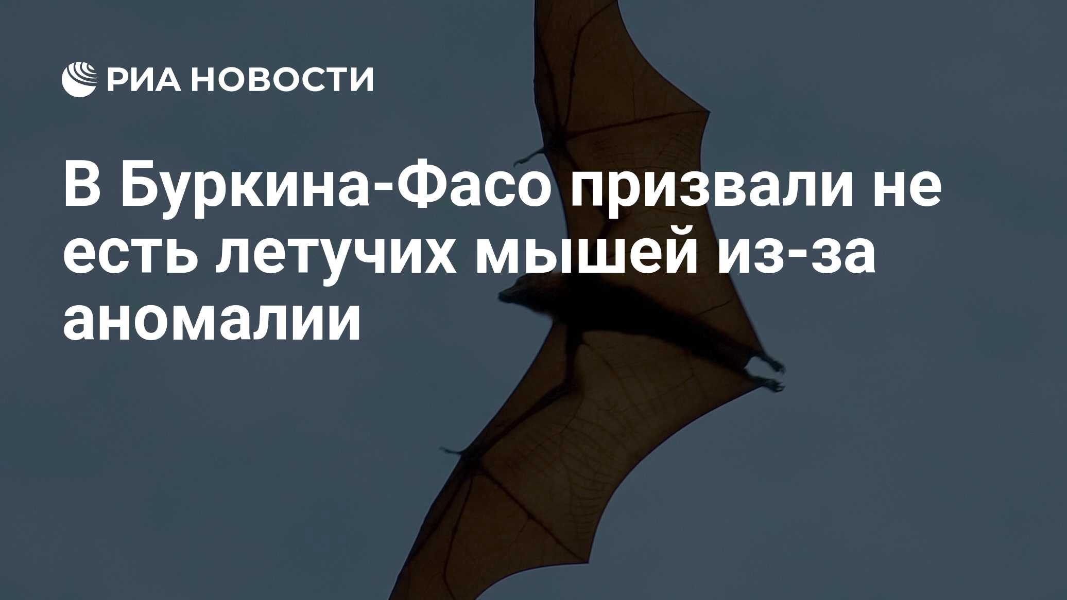 В Буркина-Фасо призвали не есть летучих мышей из-за аномалии - РИА Новости,  14.03.2024