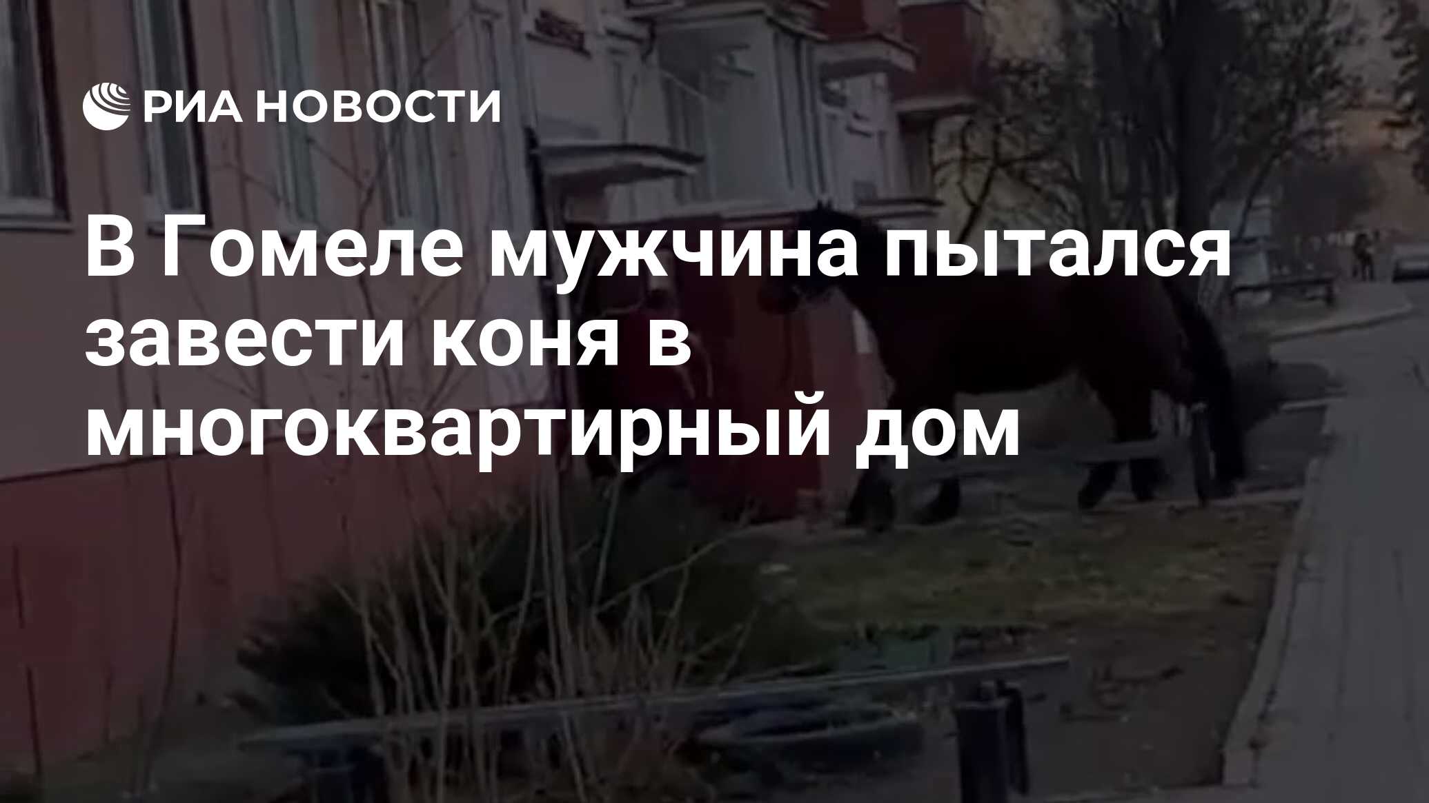 В Гомеле мужчина пытался завести коня в многоквартирный дом - РИА Новости,  18.03.2024