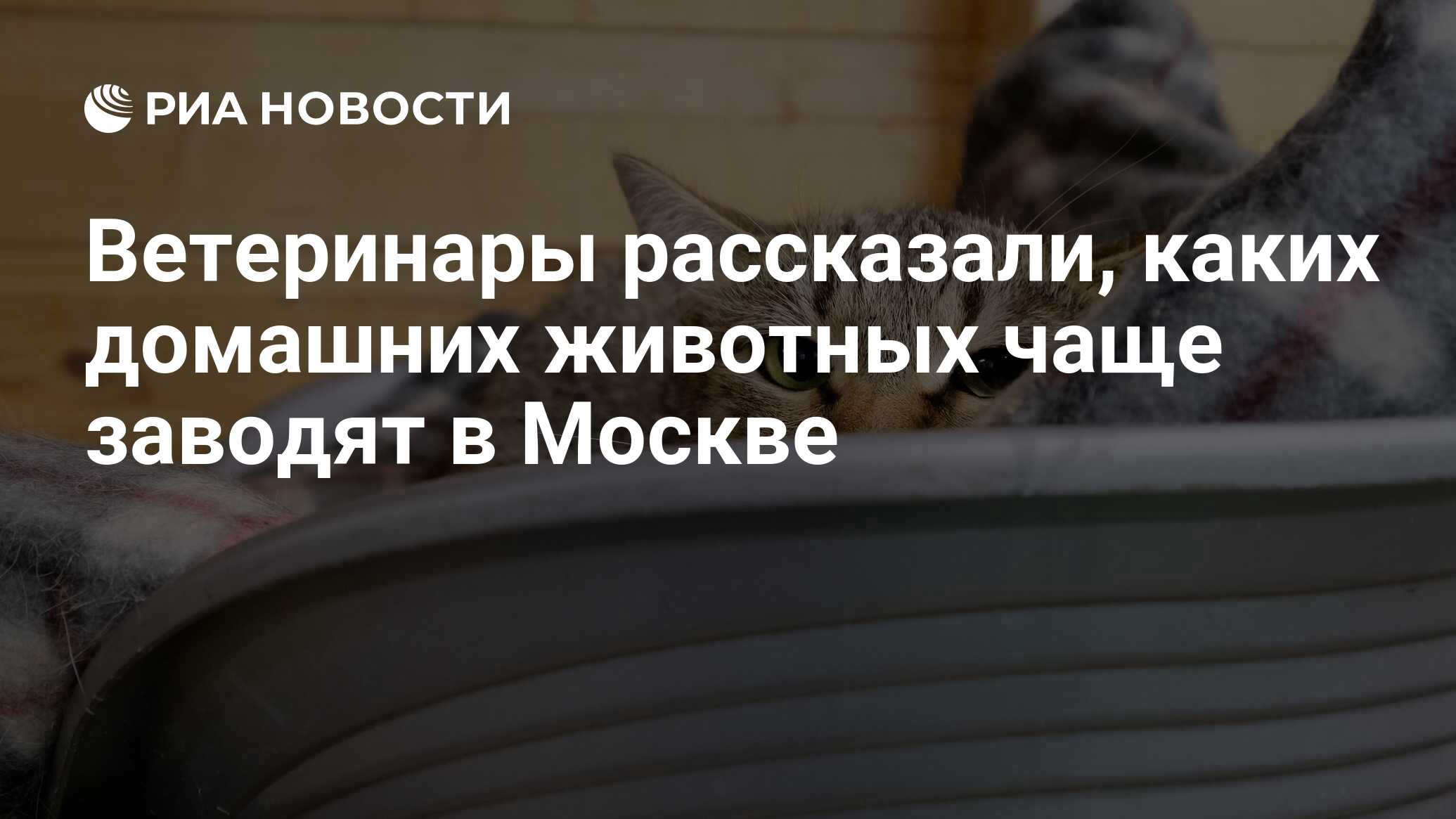 Ветеринары рассказали, каких домашних животных чаще заводят в Москве - РИА  Новости, 28.03.2024