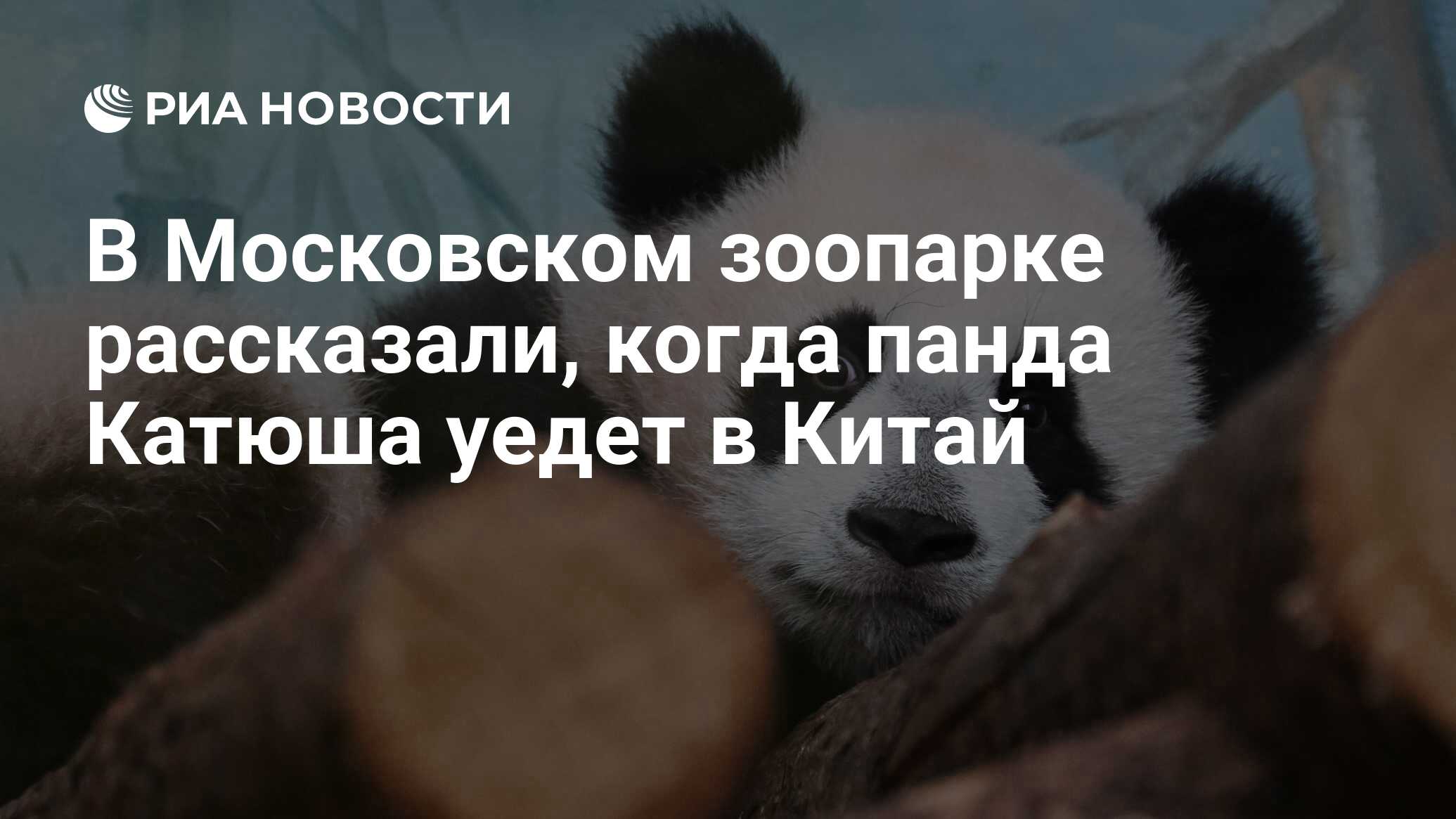 В Московском зоопарке рассказали, когда панда Катюша уедет в Китай - РИА  Новости, 29.03.2024