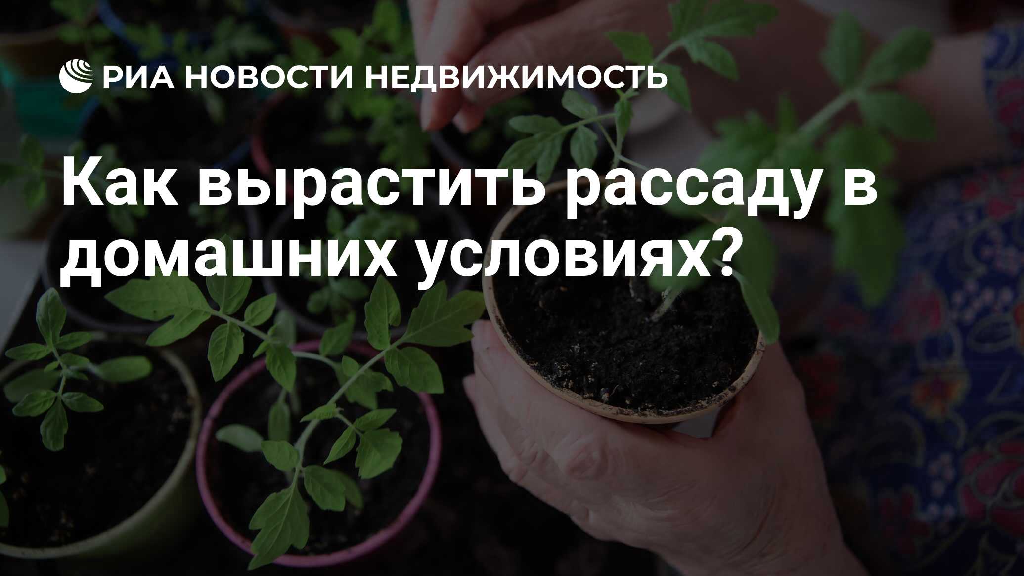 Как вырастить рассаду в домашних условиях? - Недвижимость РИА Новости,  16.04.2024