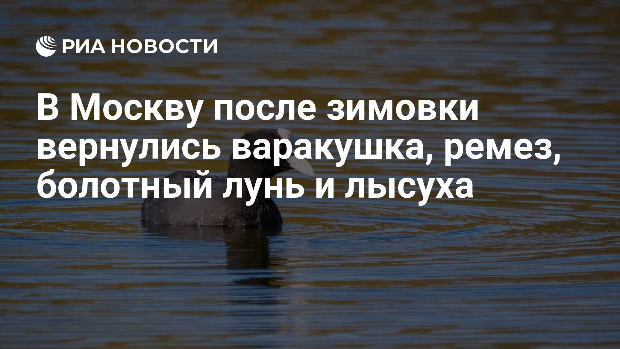 В Москву после зимовки вернулись варакушка, ремез, болотный лунь и лысуха -  РИА Новости, 11.04.2024