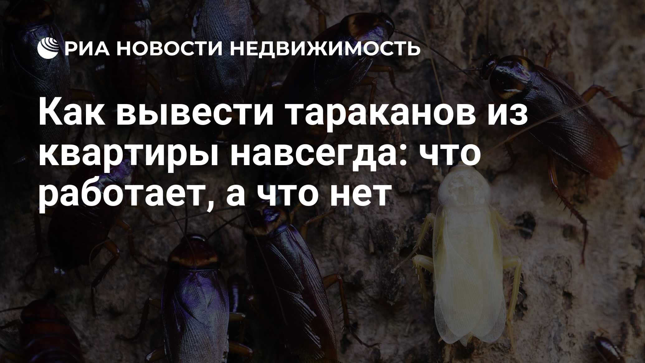 Как вывести тараканов из квартиры навсегда: что работает, а что нет -  Недвижимость РИА Новости, 18.04.2024