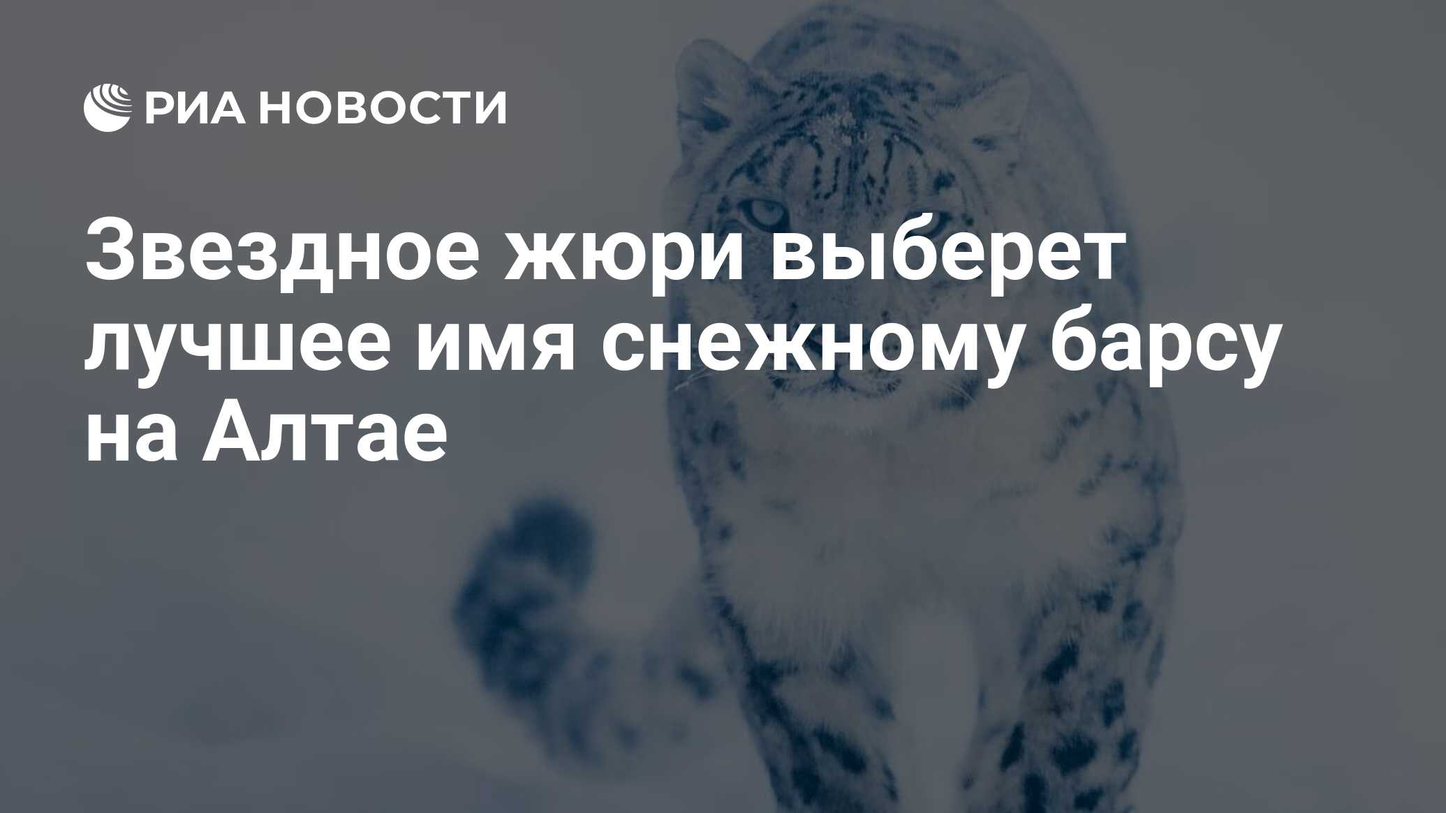 Звездное жюри выберет лучшее имя снежному барсу на Алтае - РИА Новости,  19.04.2024