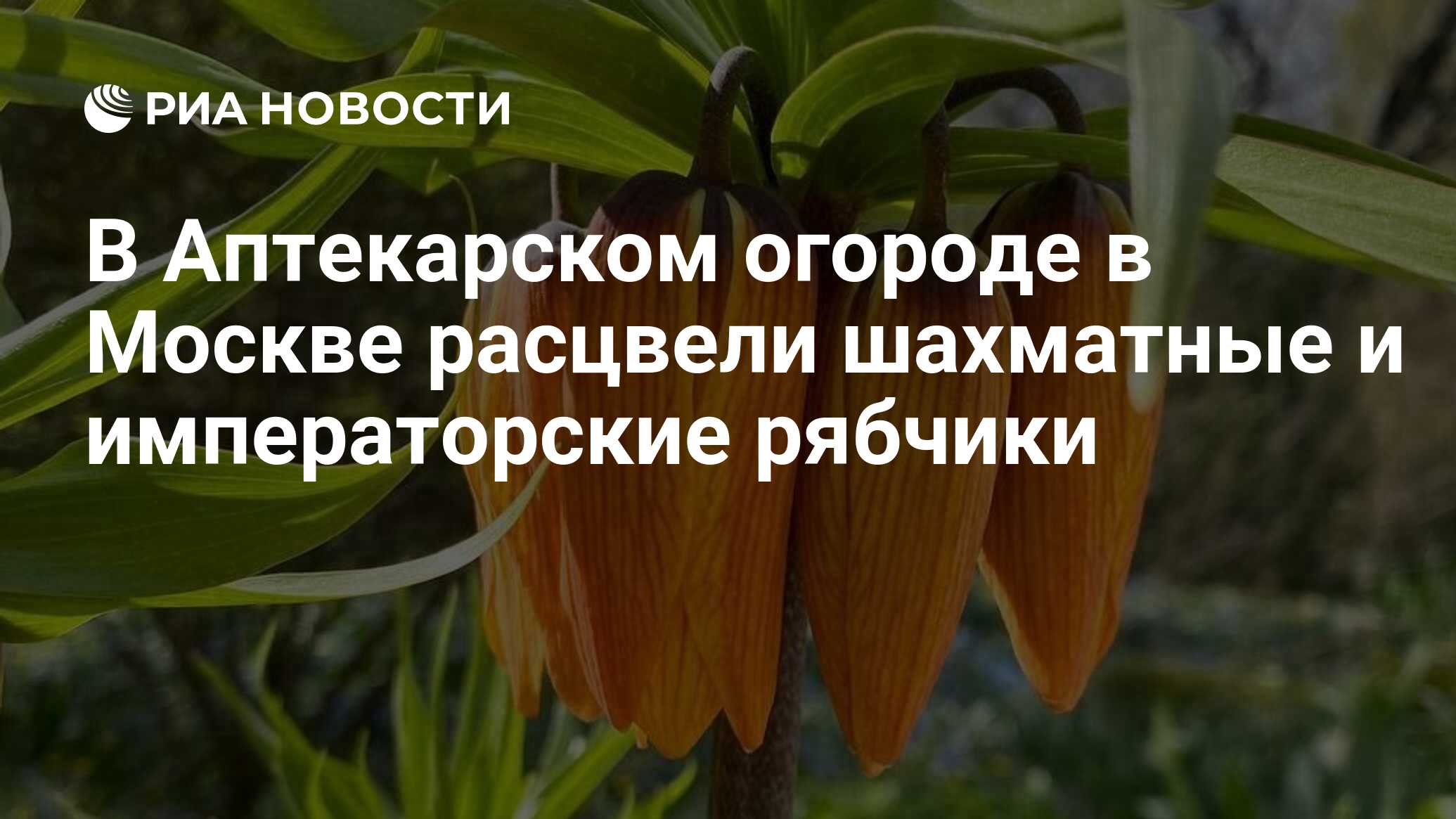В Аптекарском огороде в Москве расцвели шахматные и императорские ...