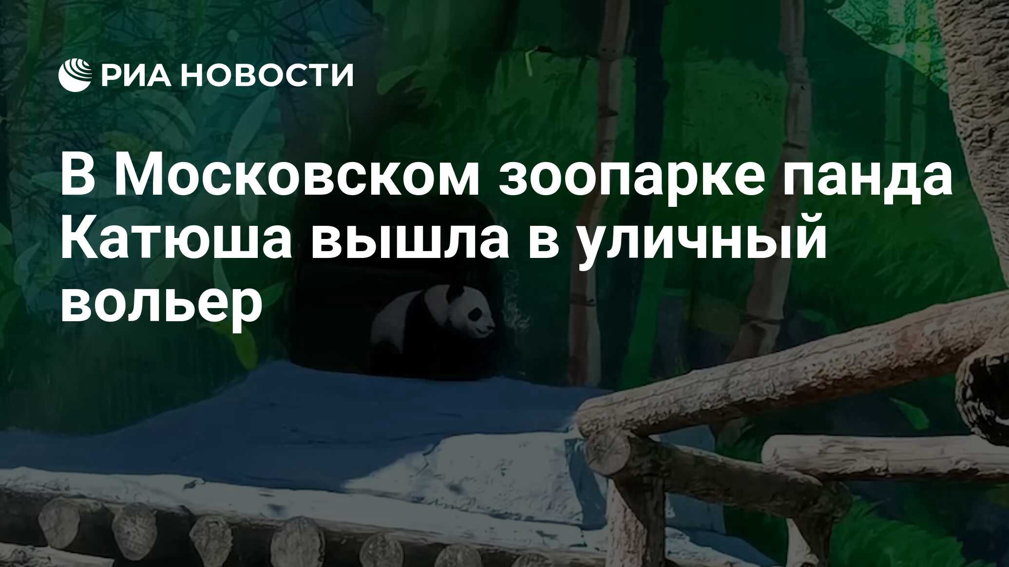 В Московском зоопарке панда Катюша вышла в уличный вольер - РИА Новости,  01.05.2024