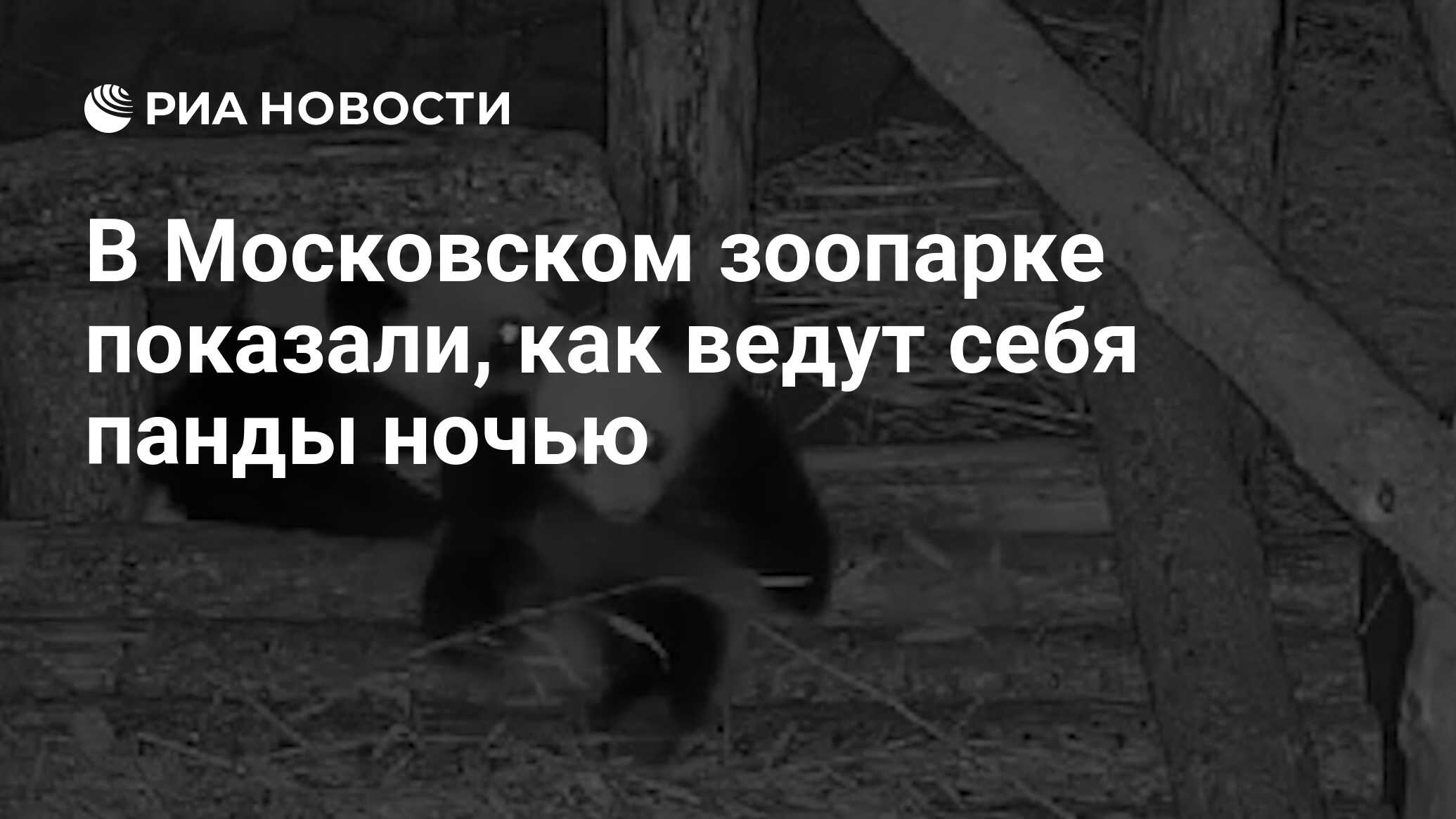 В Московском зоопарке показали, как ведут себя панды ночью - РИА Новости,  03.05.2024